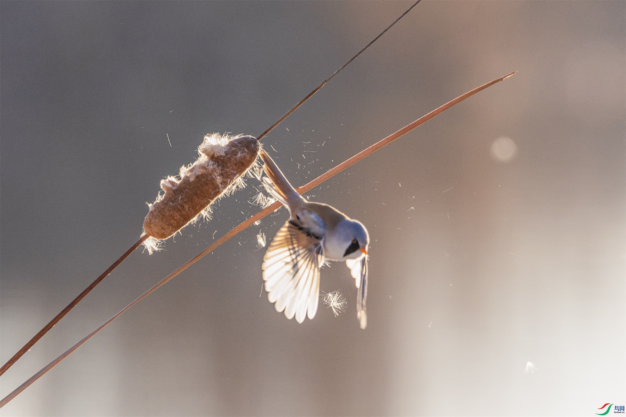 1K3A1302 ����1.jpg