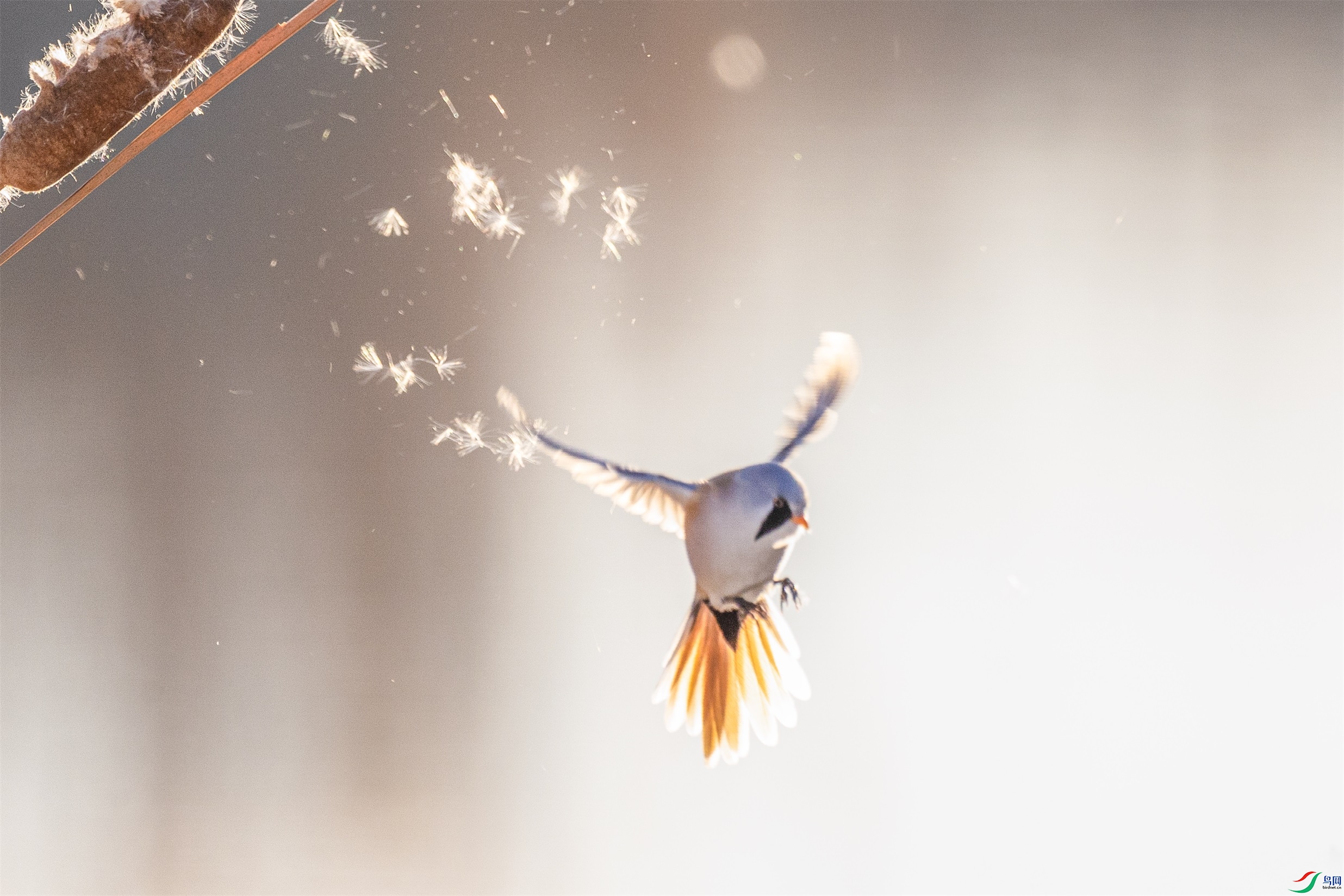 1K3A1305 ����1.jpg