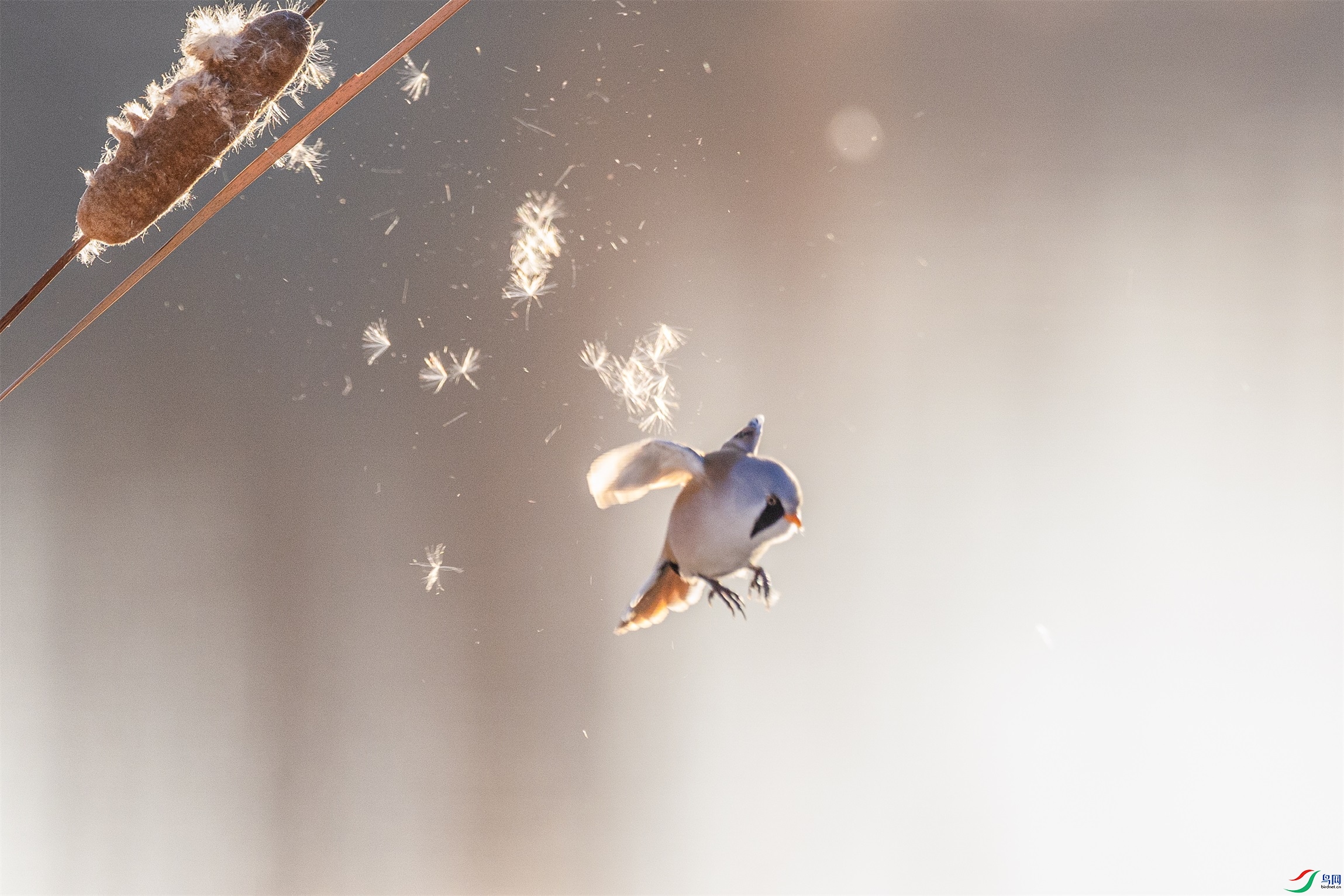 1K3A1304 ����1.jpg