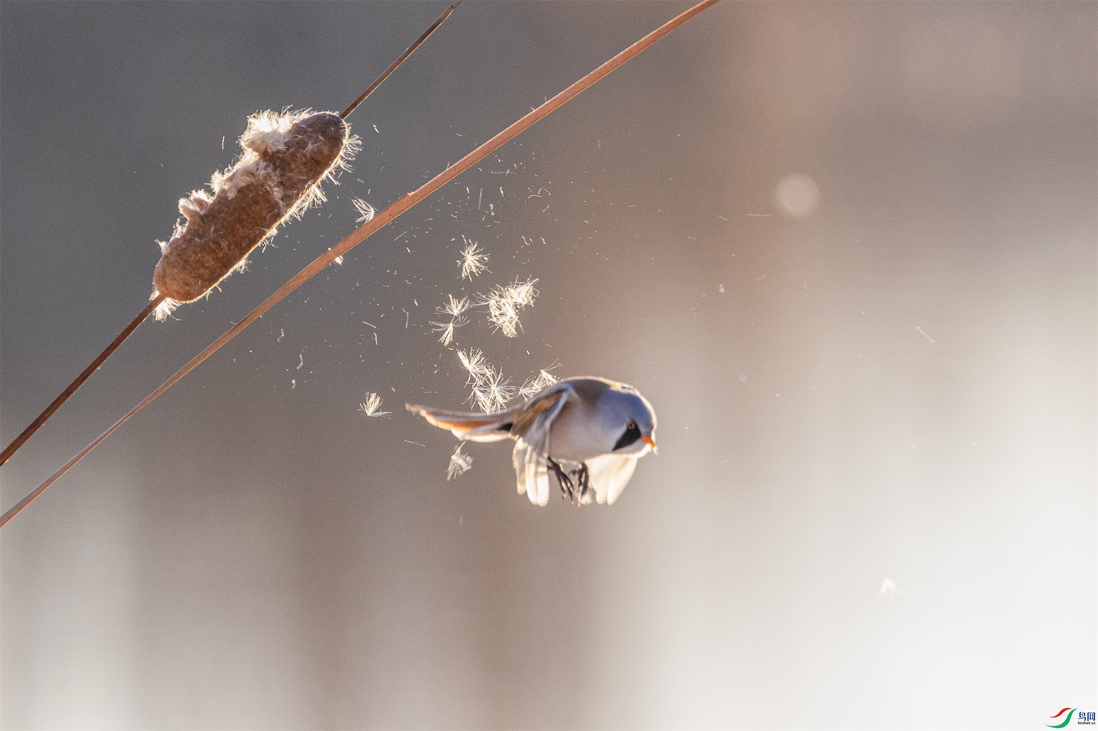 1K3A1303 ����1.jpg