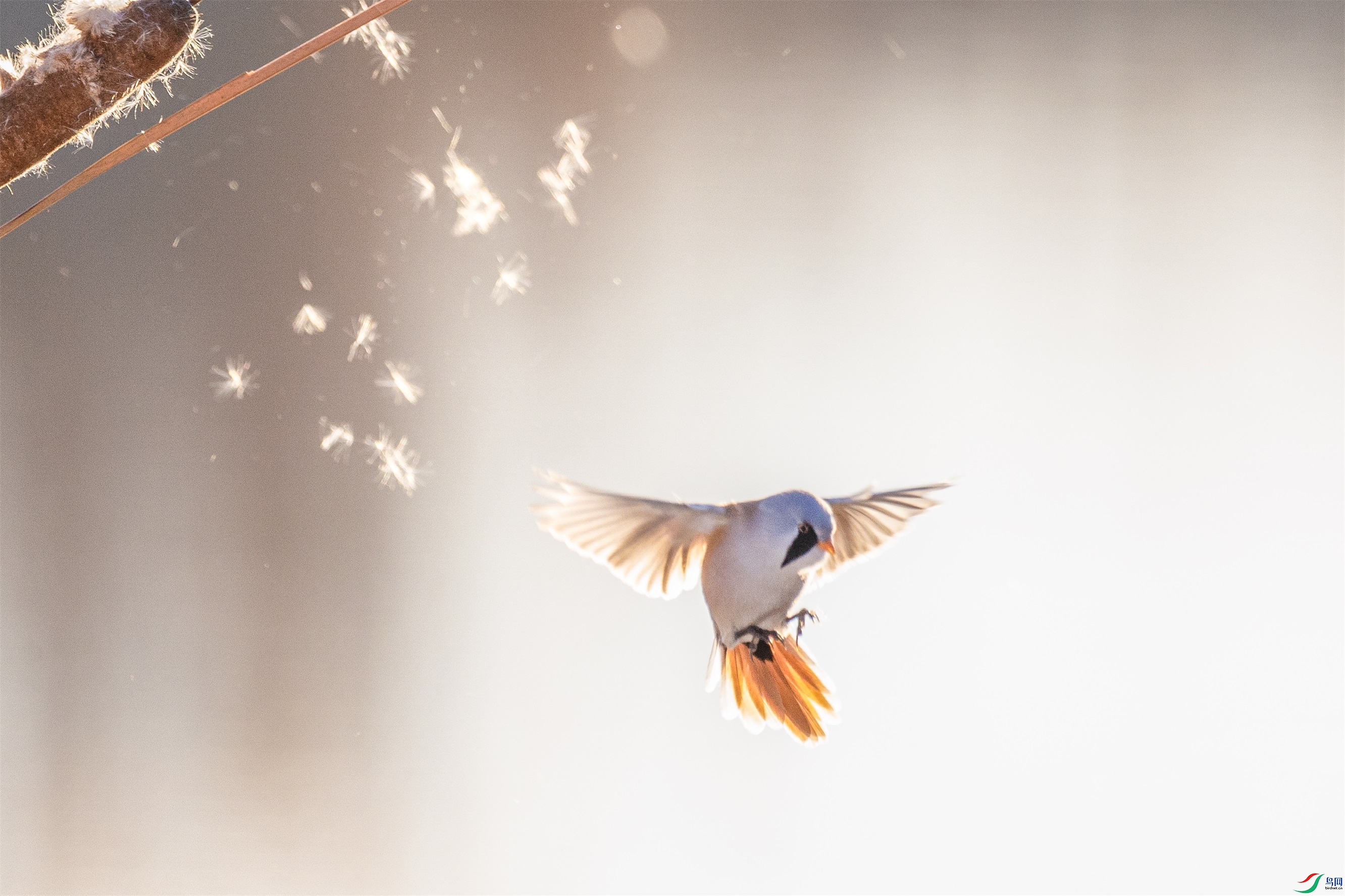 1K3A1306 ����1.jpg