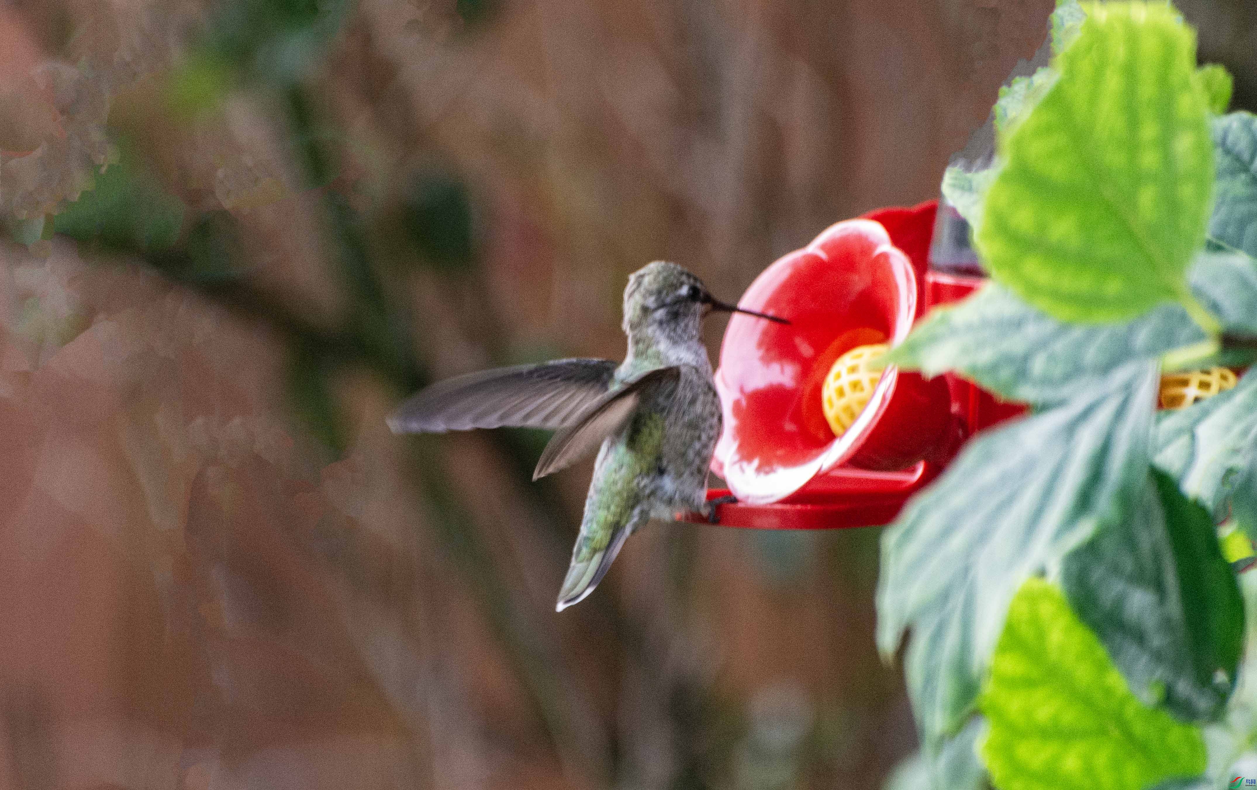 DSC_0277 ����.jpg