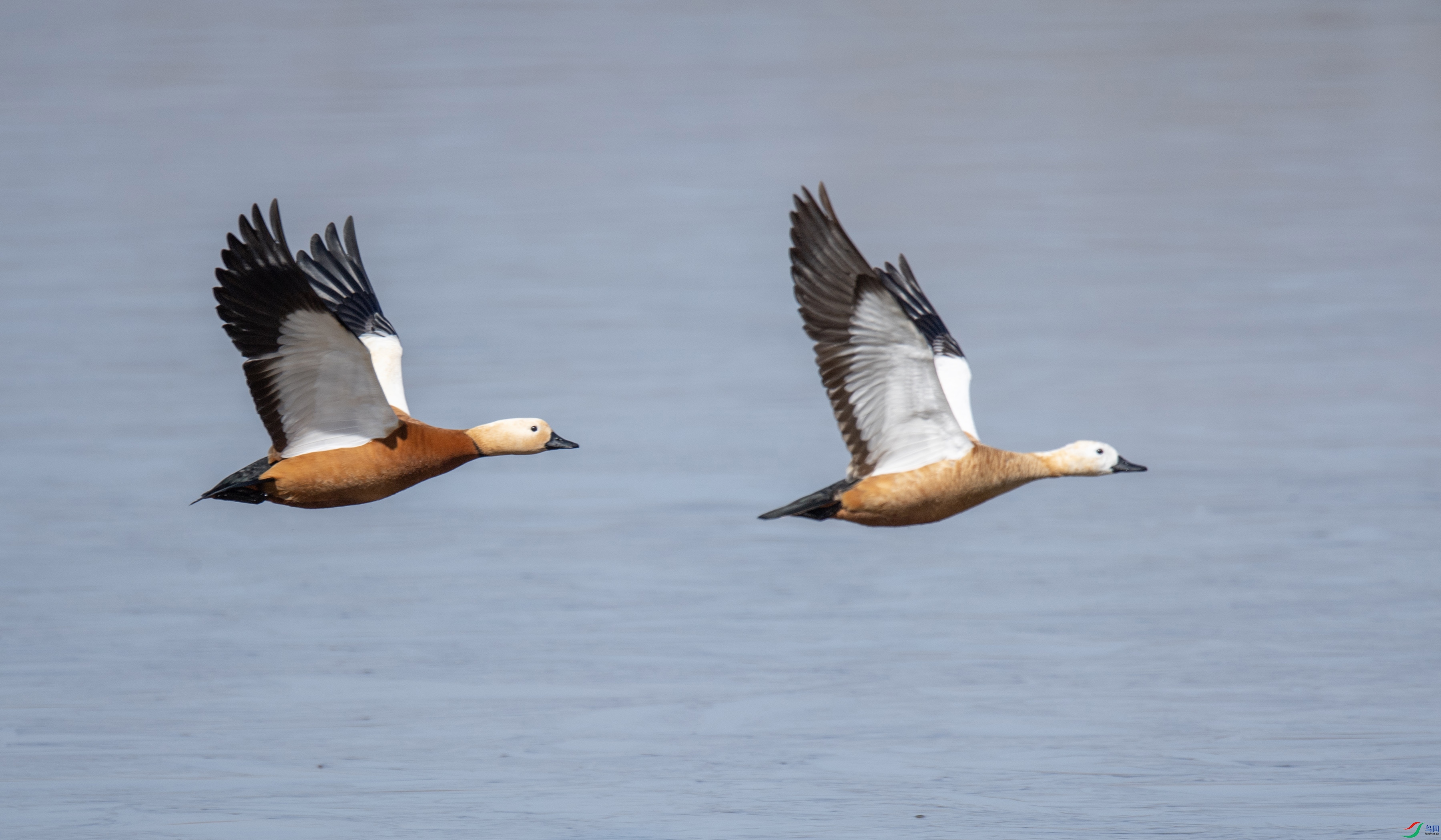 DSC_9166 ����.jpg