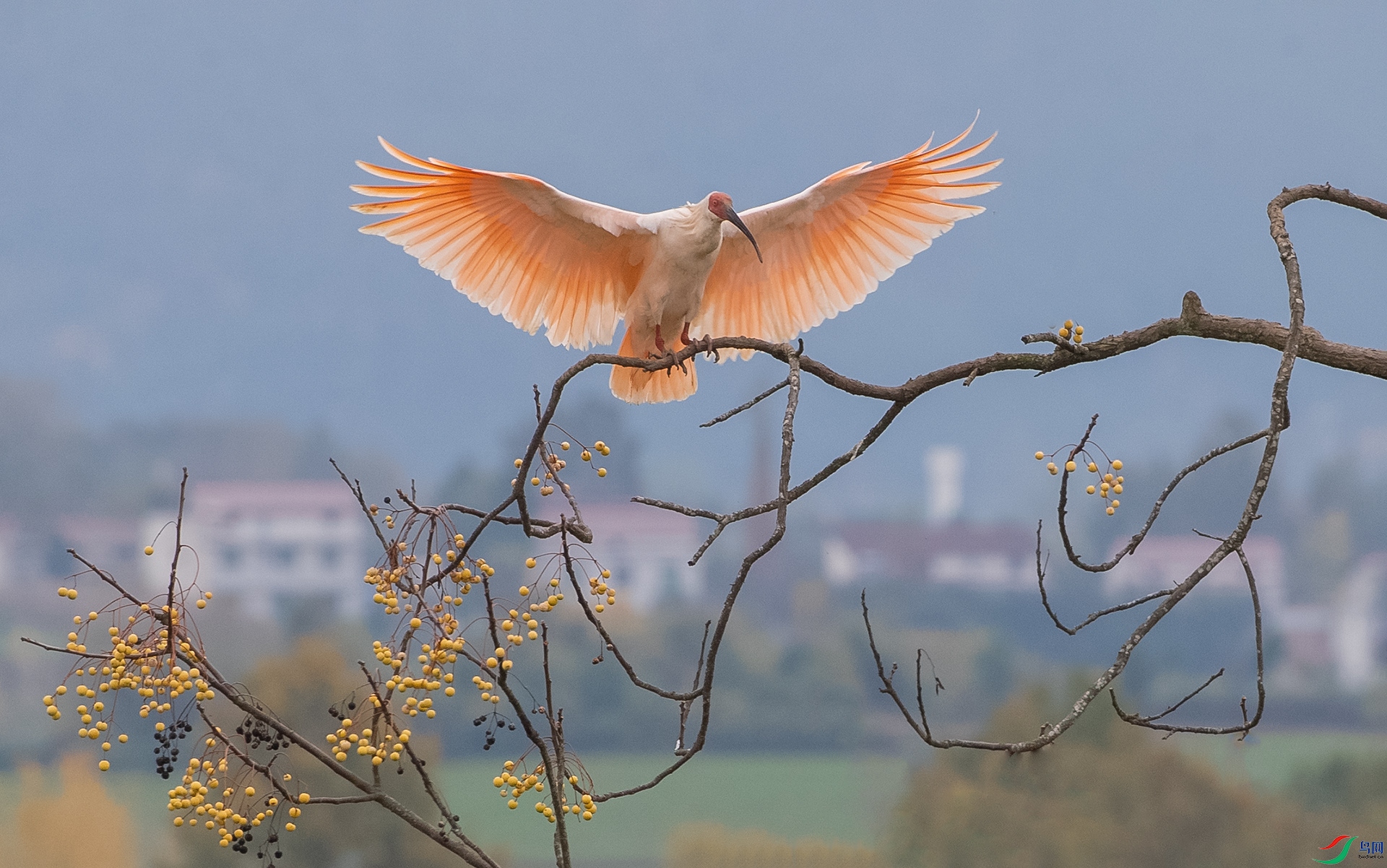 AK8I2085����  003.jpg