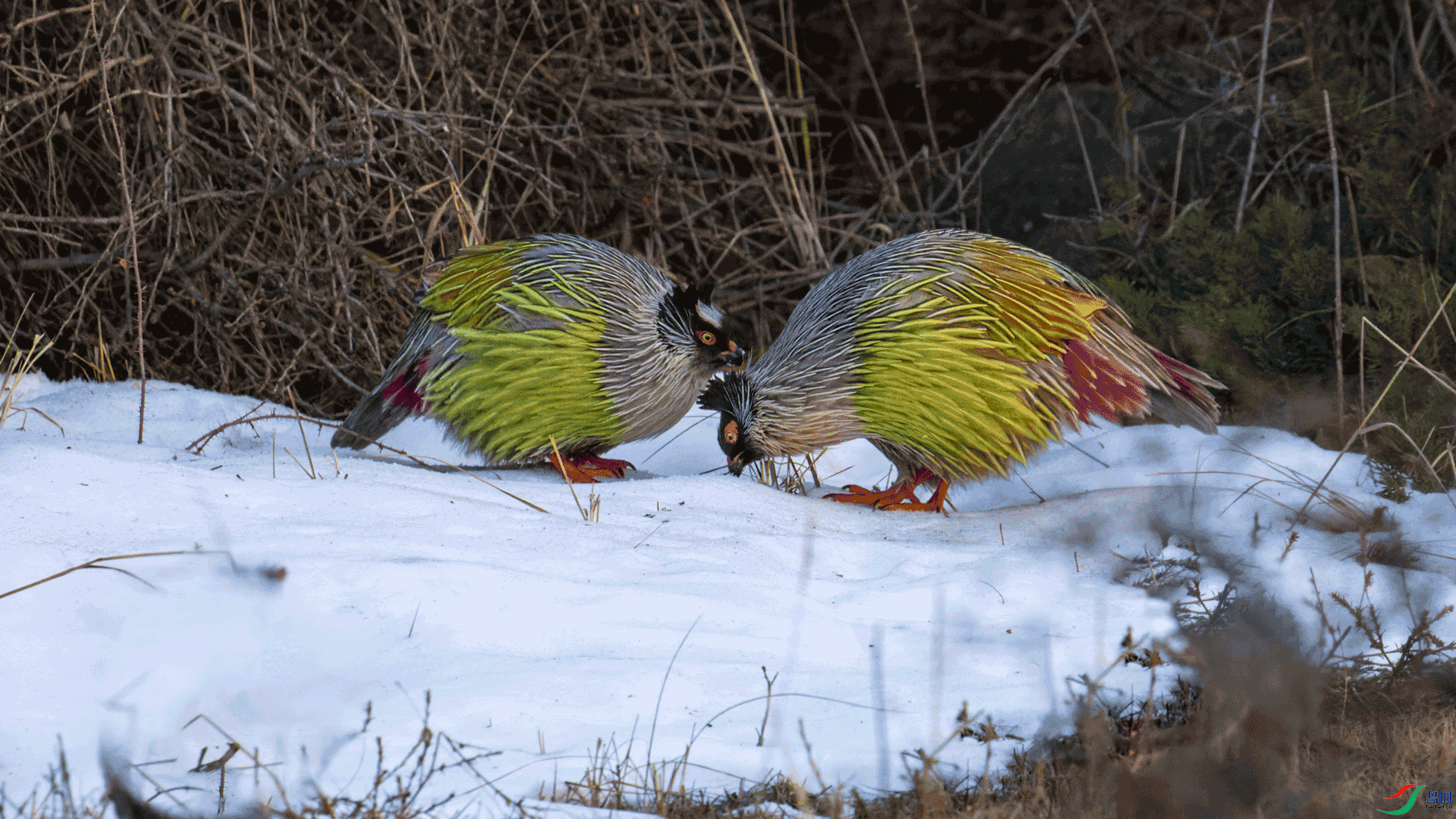 _00A8921-CR2_DxO_DeepPRIME.gif