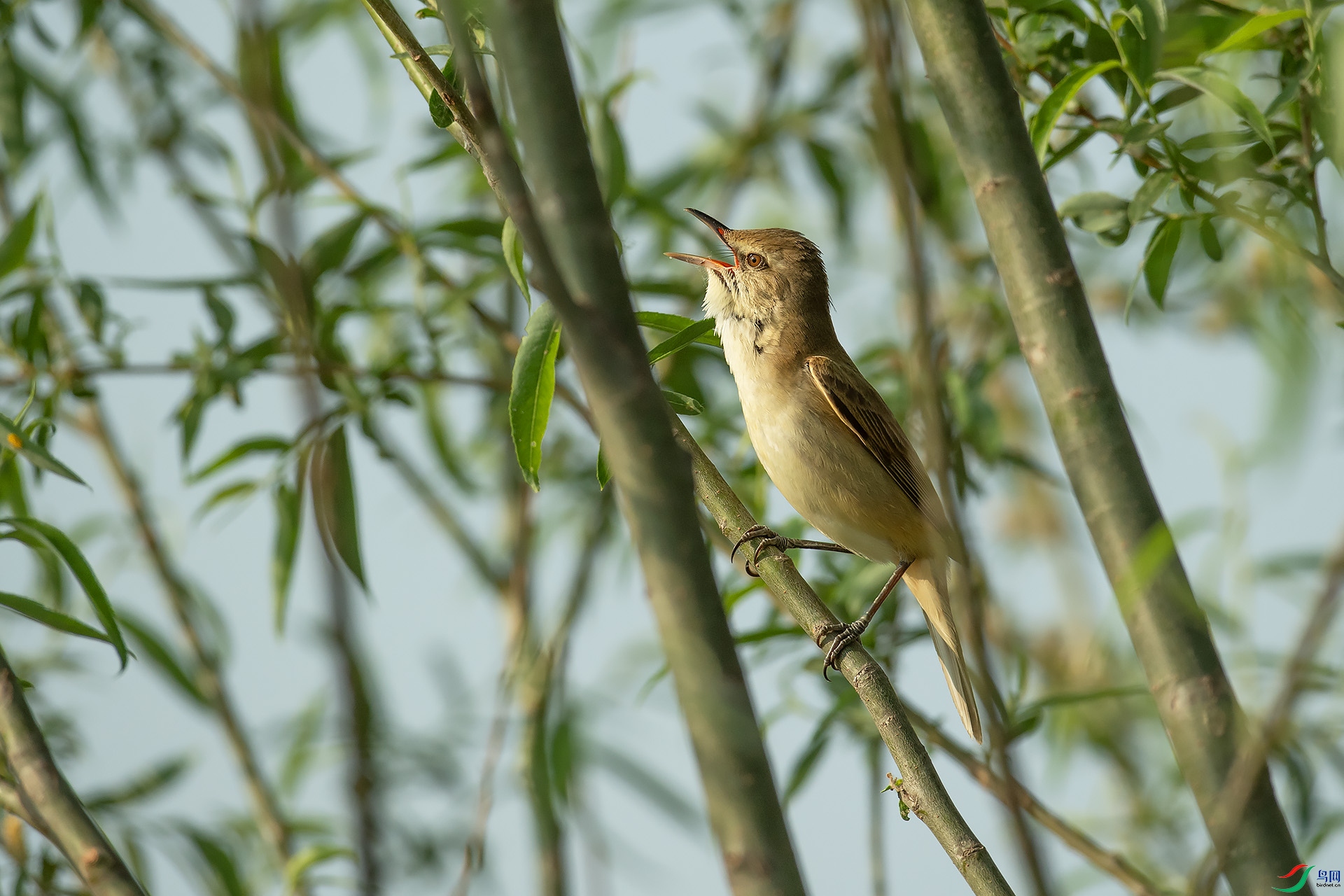 DSC_1136.jpg