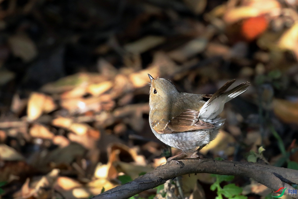 DSC20241122102.jpg