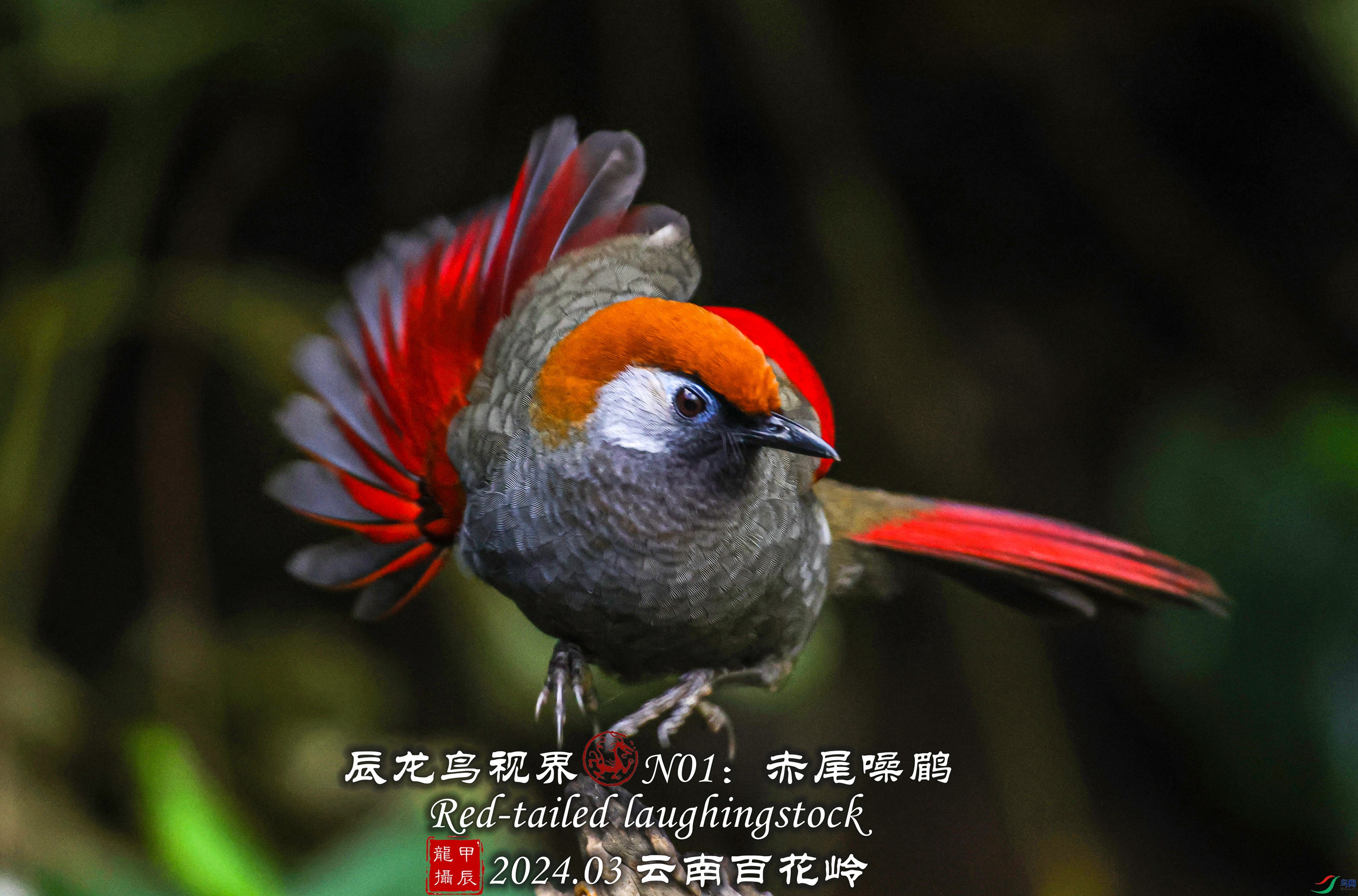 3T9A8365 - ����.JPG