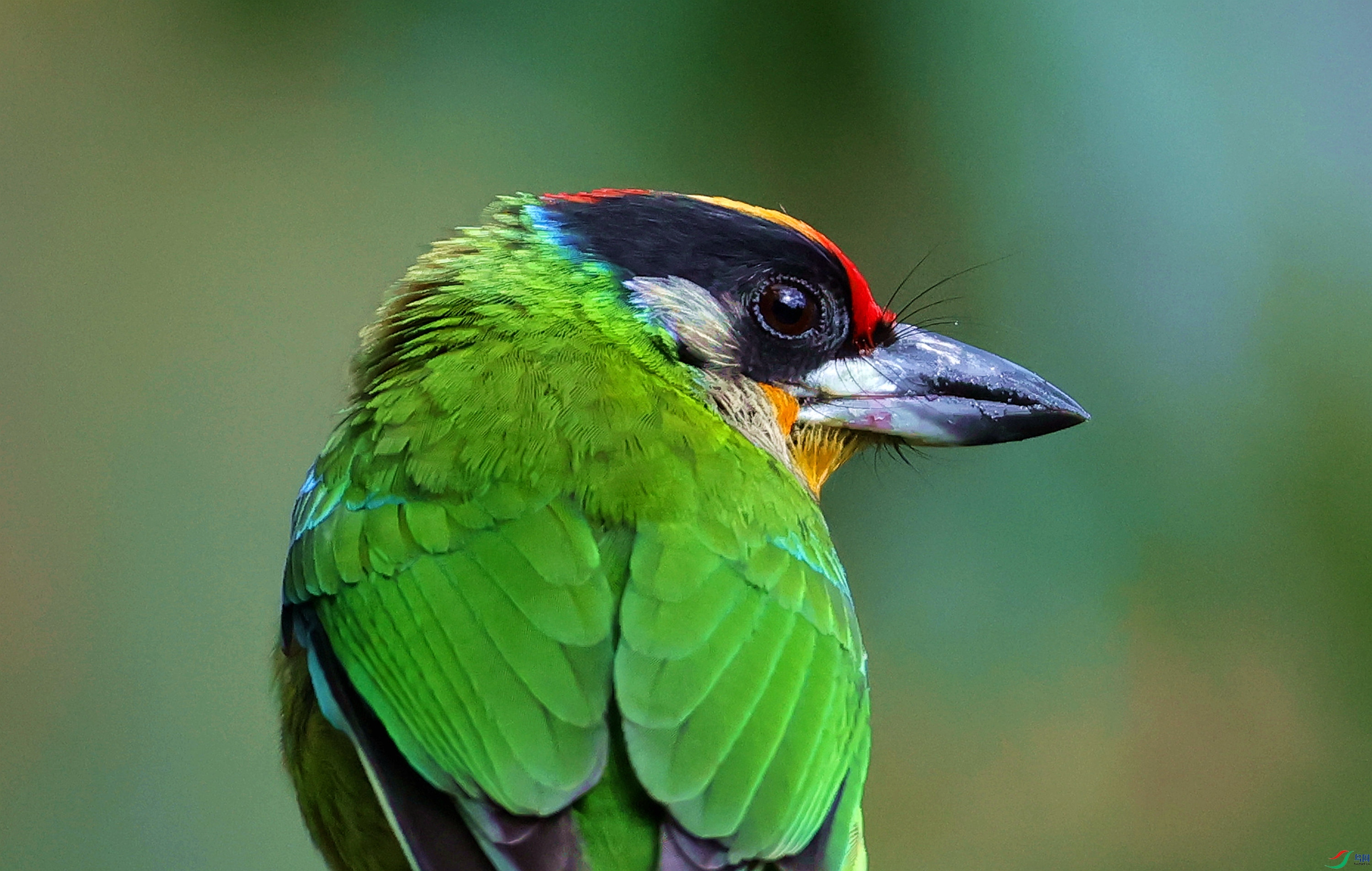 3T9A2776 - ����.JPG