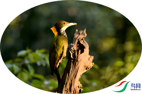 ��ƹ���ľ��