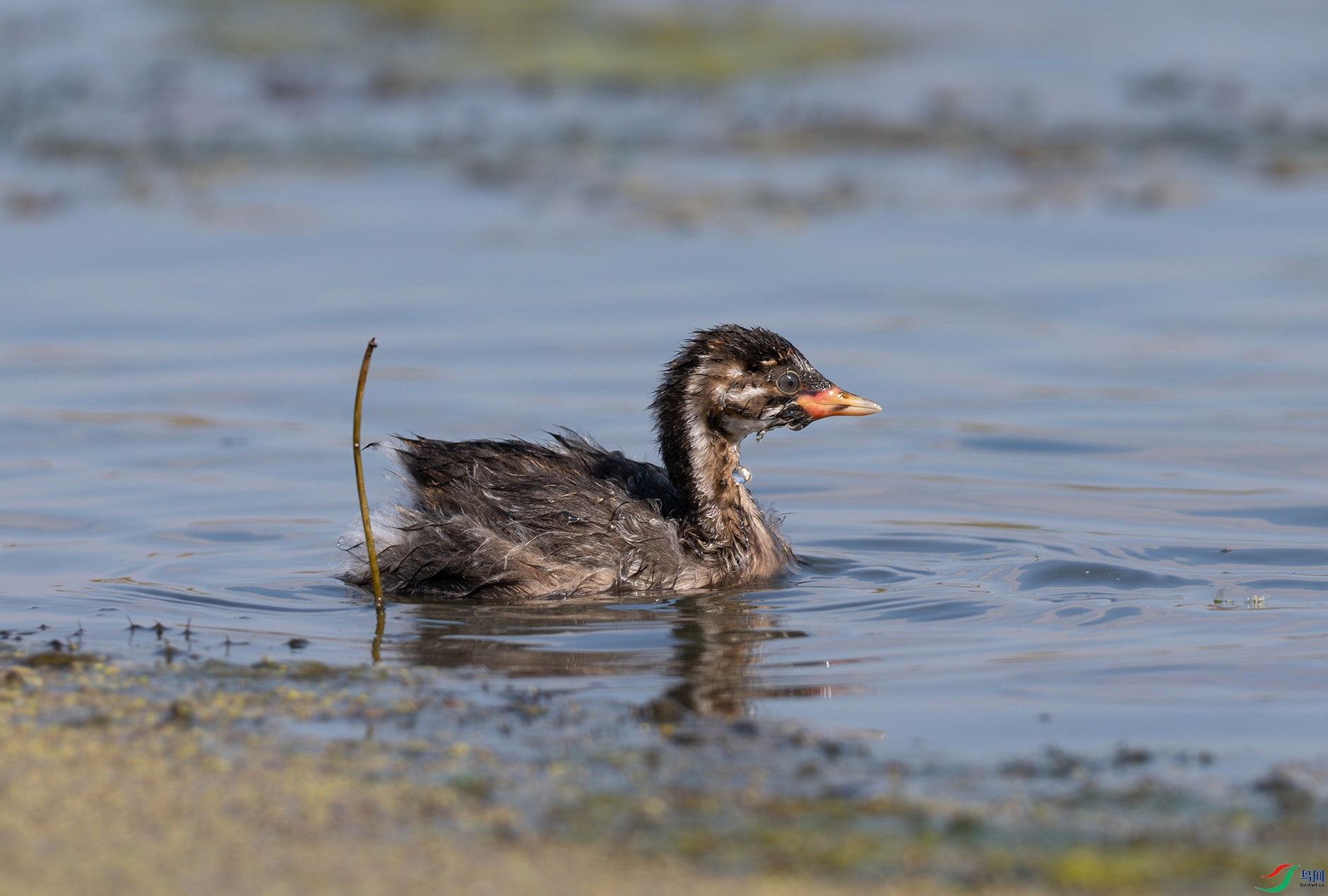 DSC_1185d.jpg