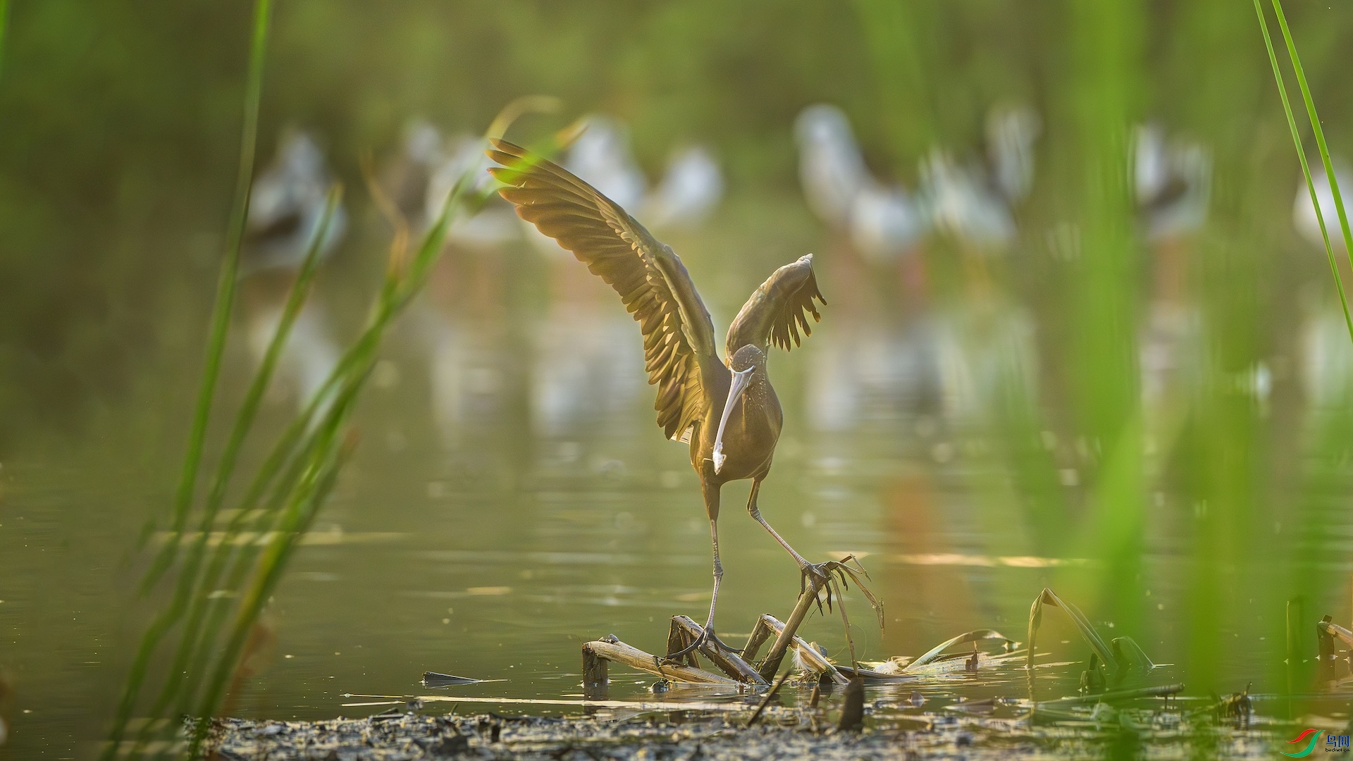 3_XXL5415-����ǿ-NR ���� 2.jpeg