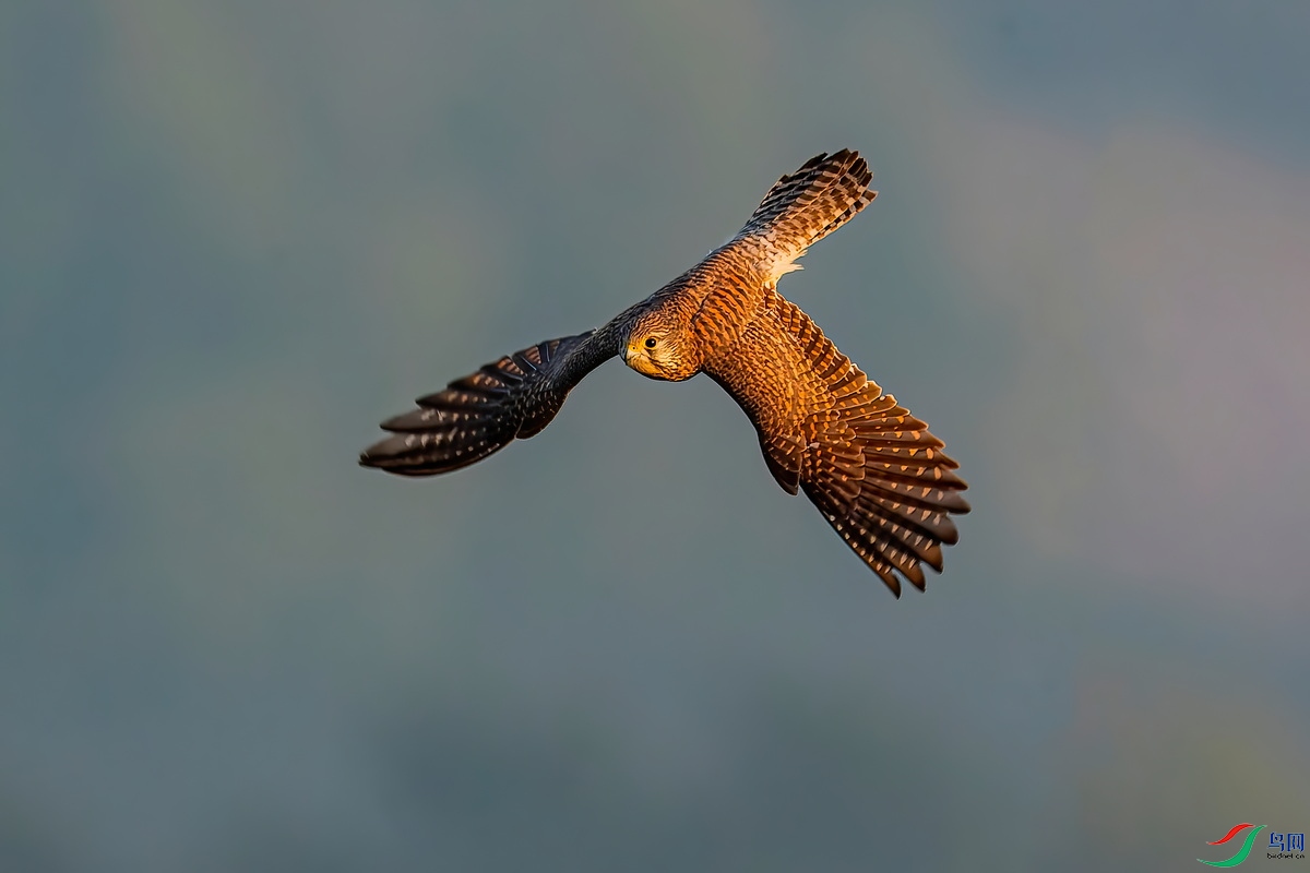 WXL_8042_DxO ����-DeNoiseAI-standard-gigapixel-scale-2_00x.jpg