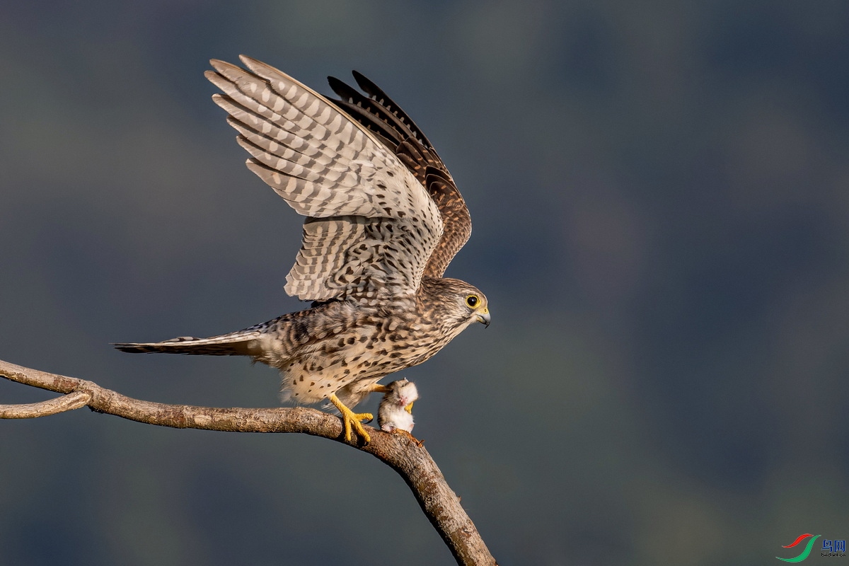 WXL_5975_DxO ����.jpg