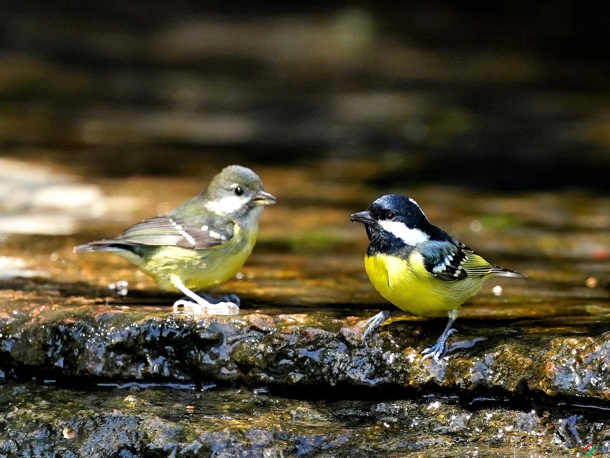 DSC01096-2021-4-13.JPG