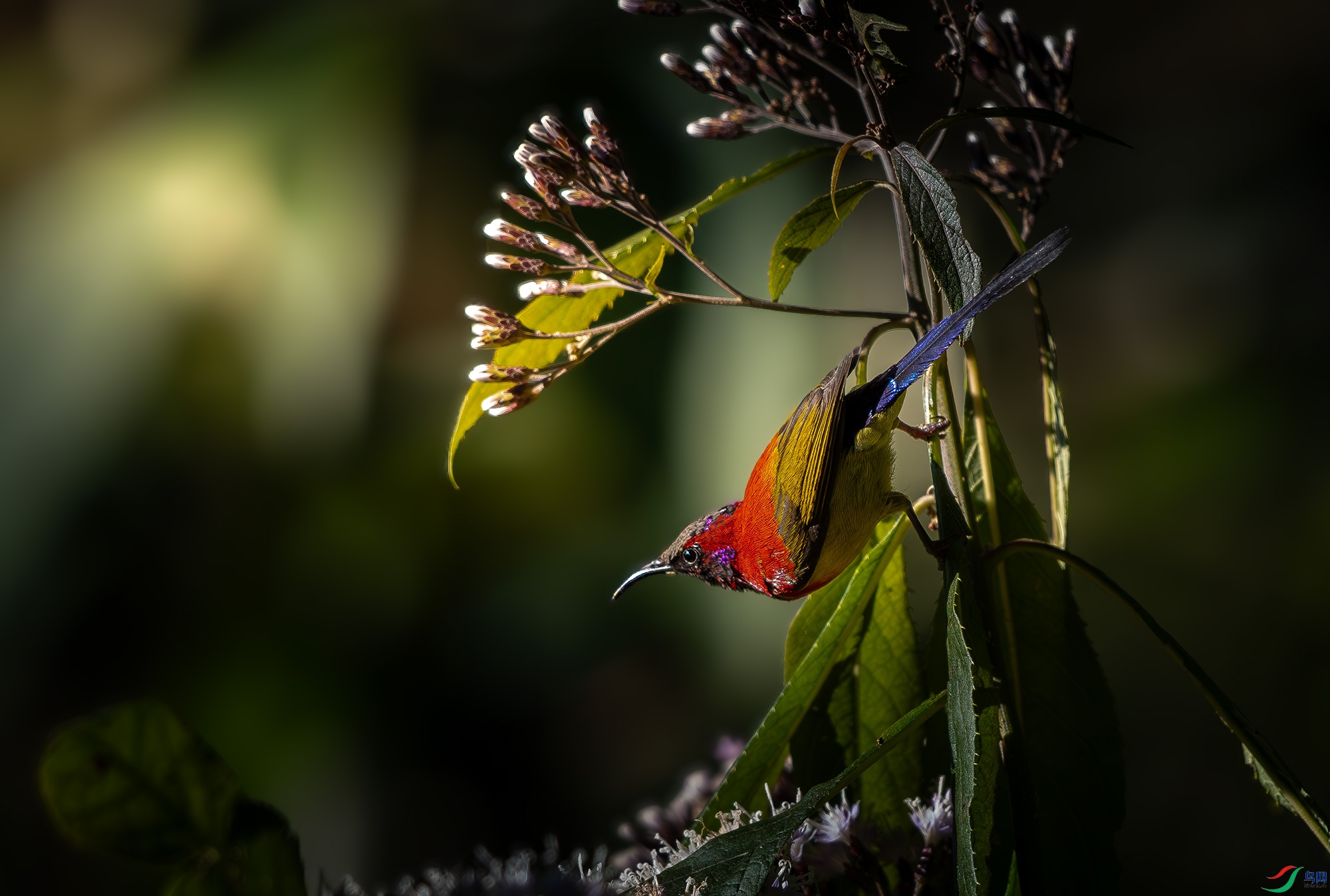 DSC_3731.jpg