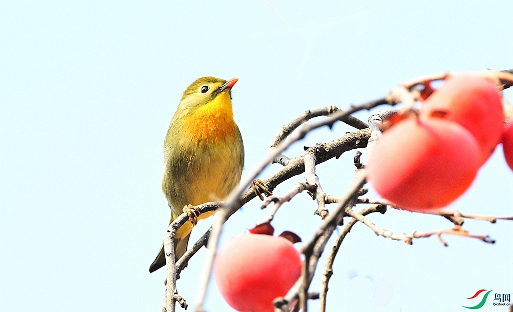 DSC_9054 - ����.JPG