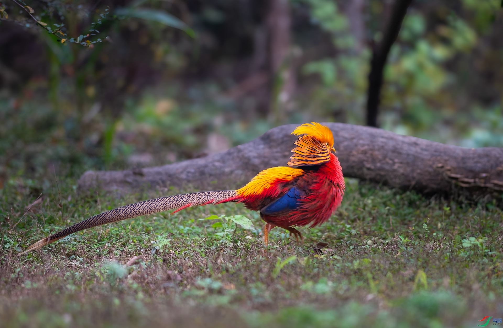 DSC_7103-1.jpg