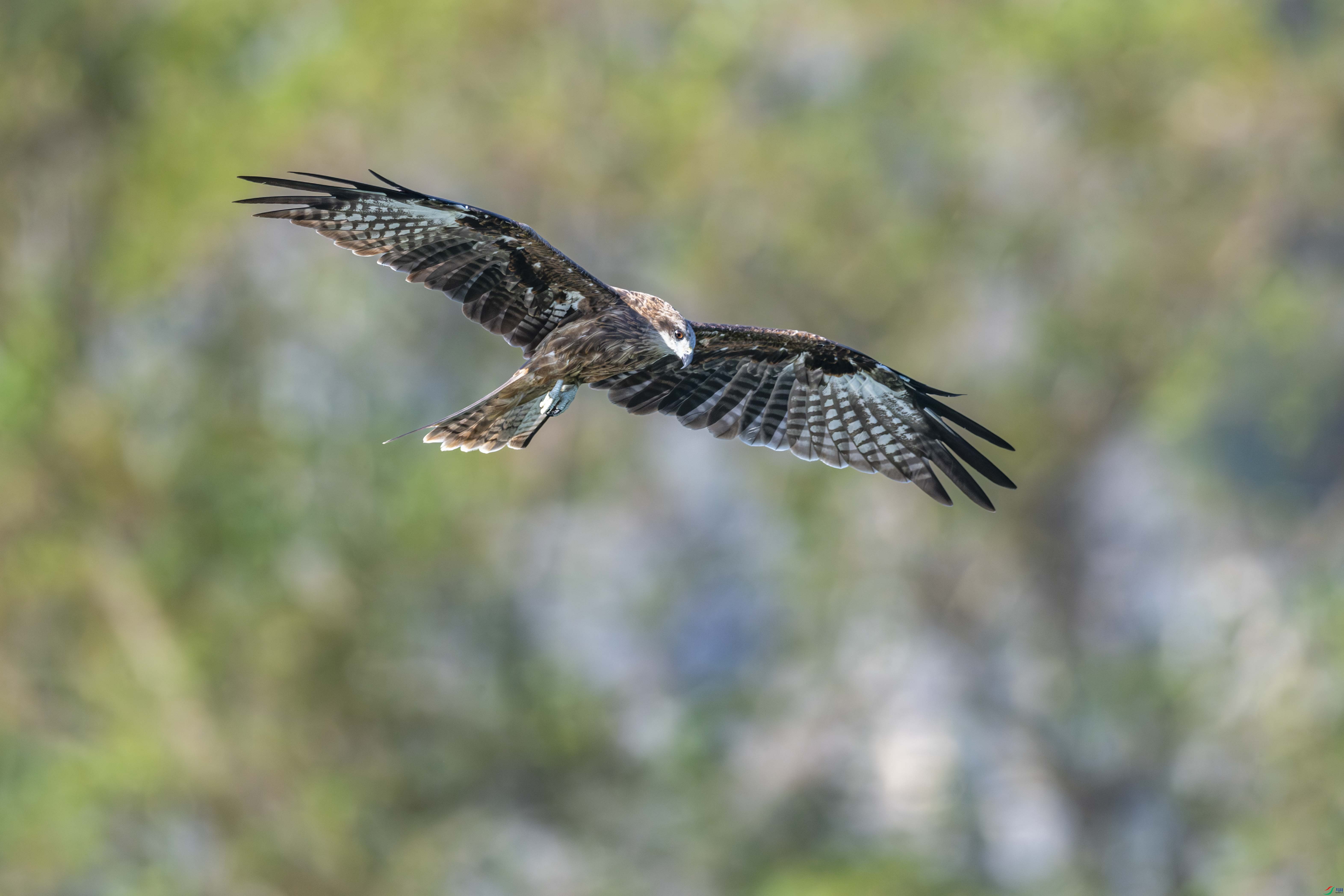 DSC_2497-1.JPG