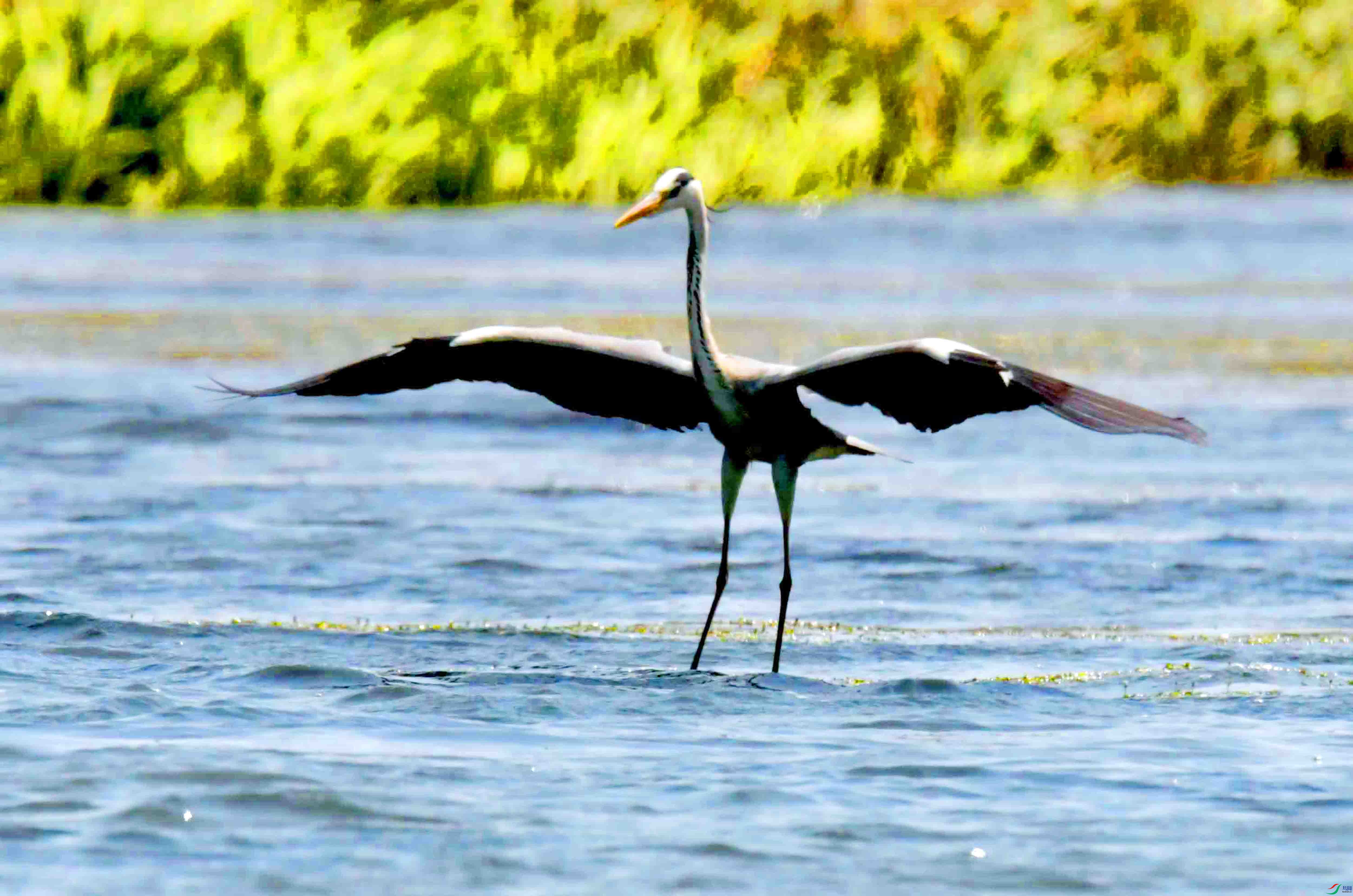 DSC_1951.JPG