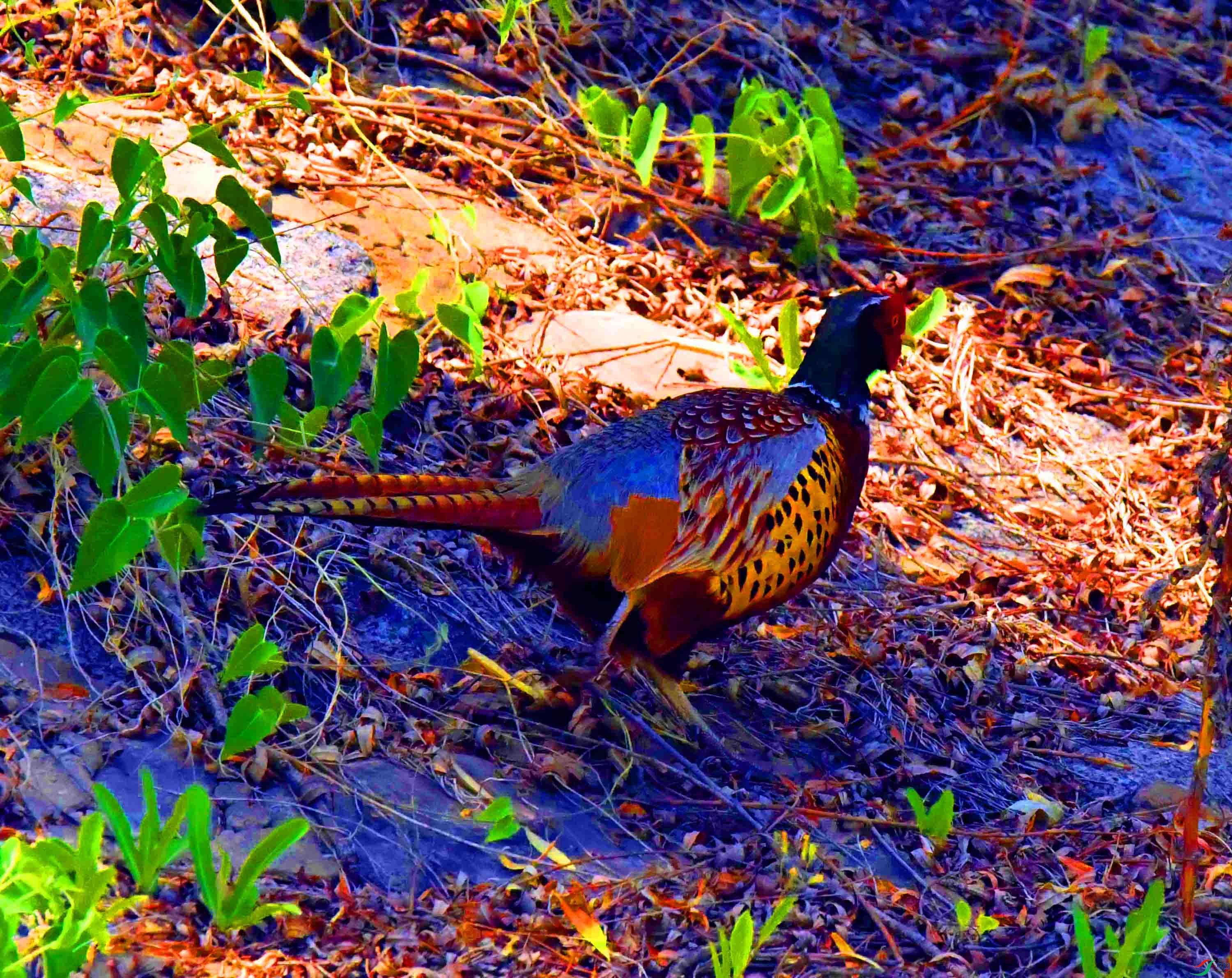 DSC_9870.JPG