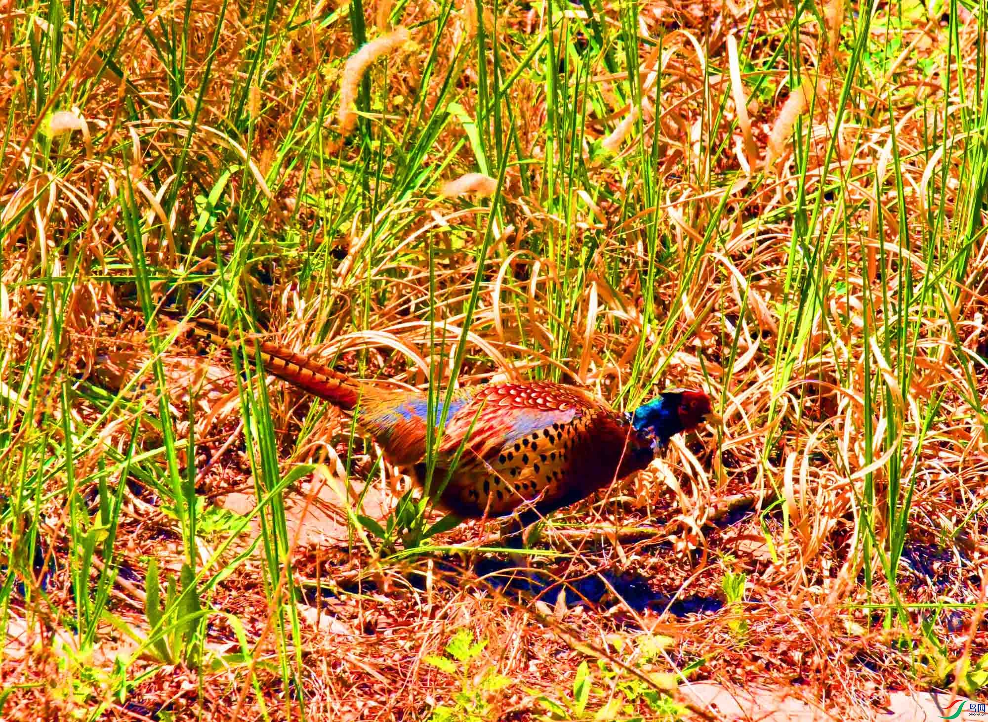 DSC_9874.JPG