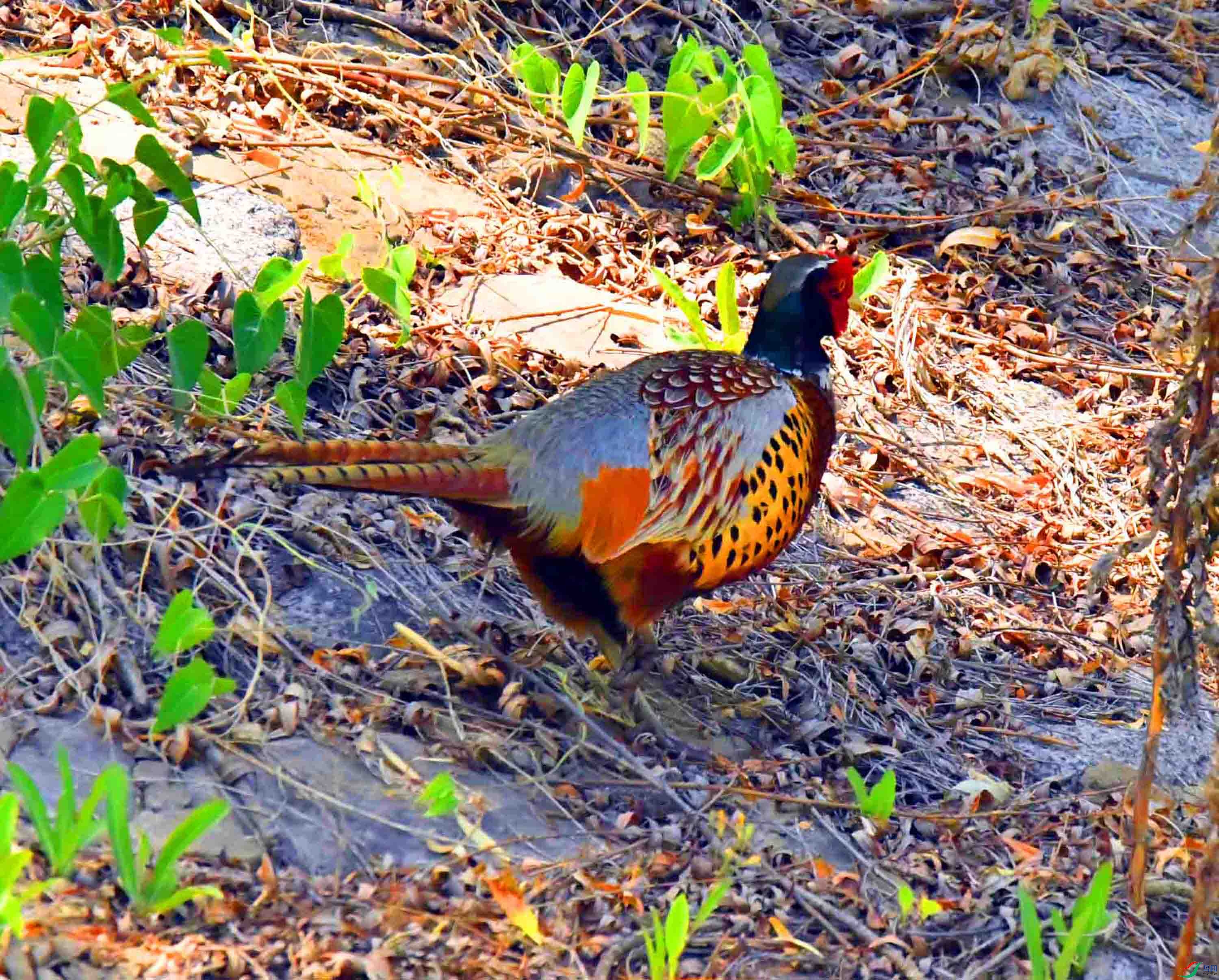 DSC_9871.JPG