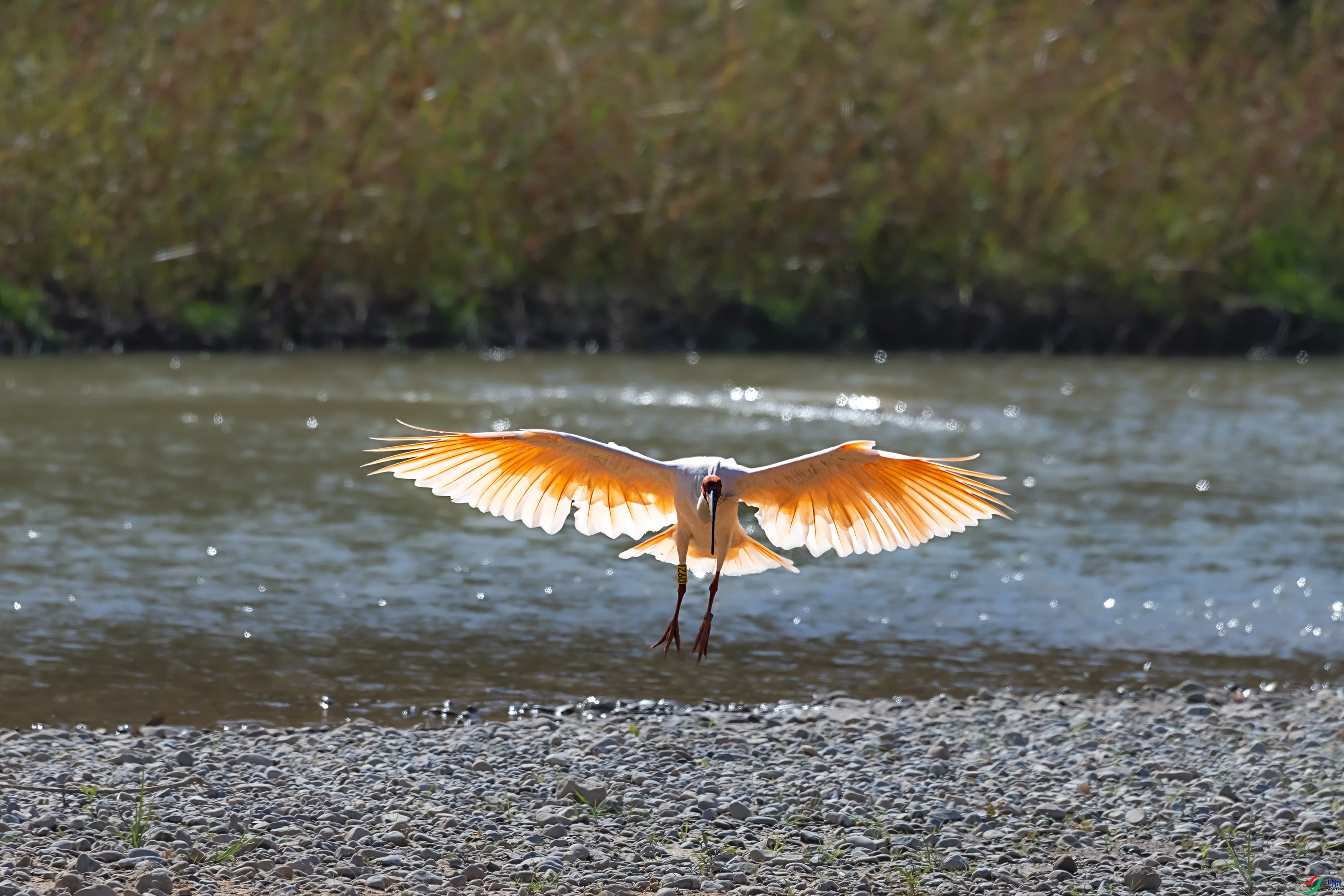 278A9171.jpg