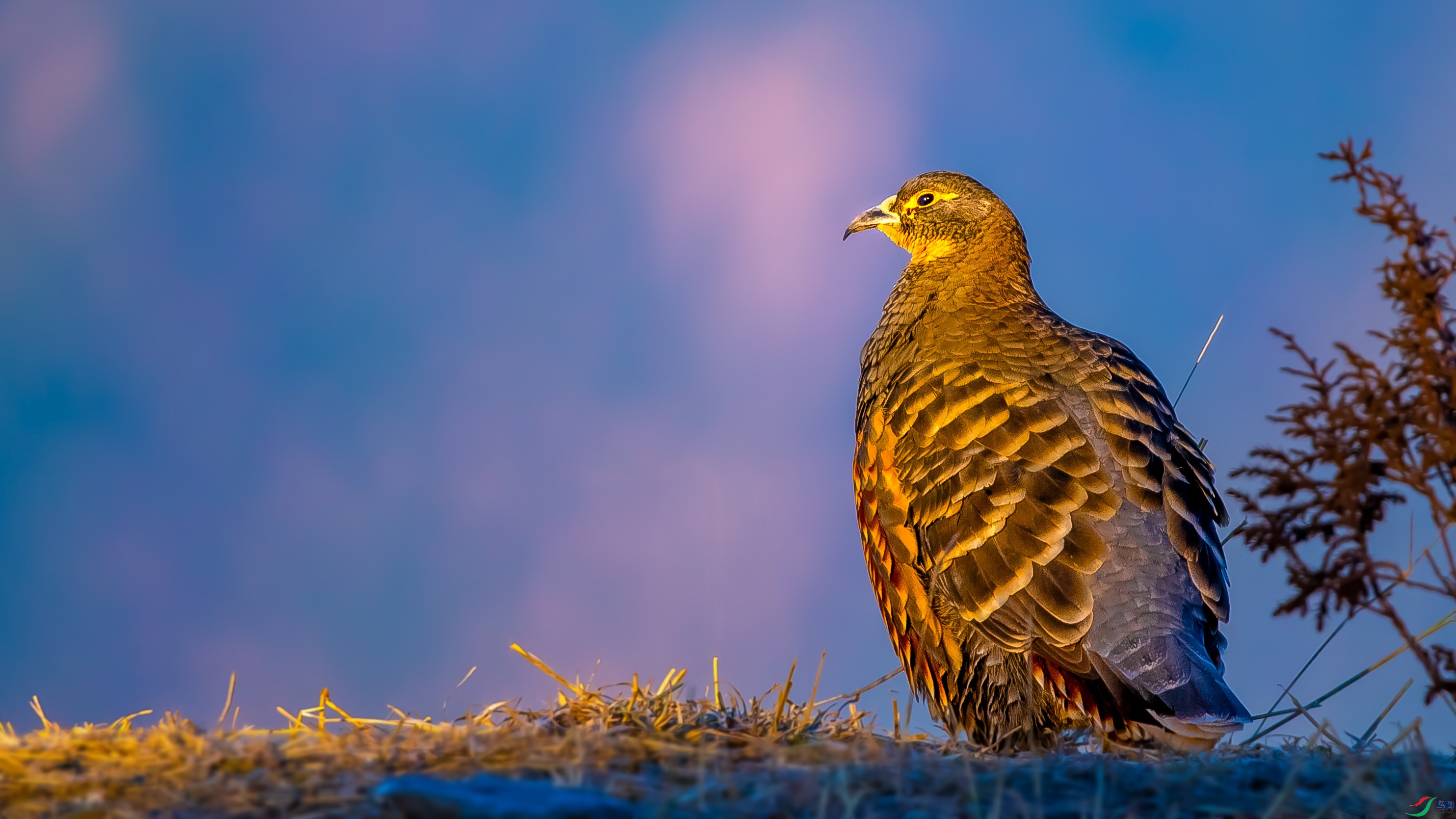 DSC_8793-1 ����.jpg