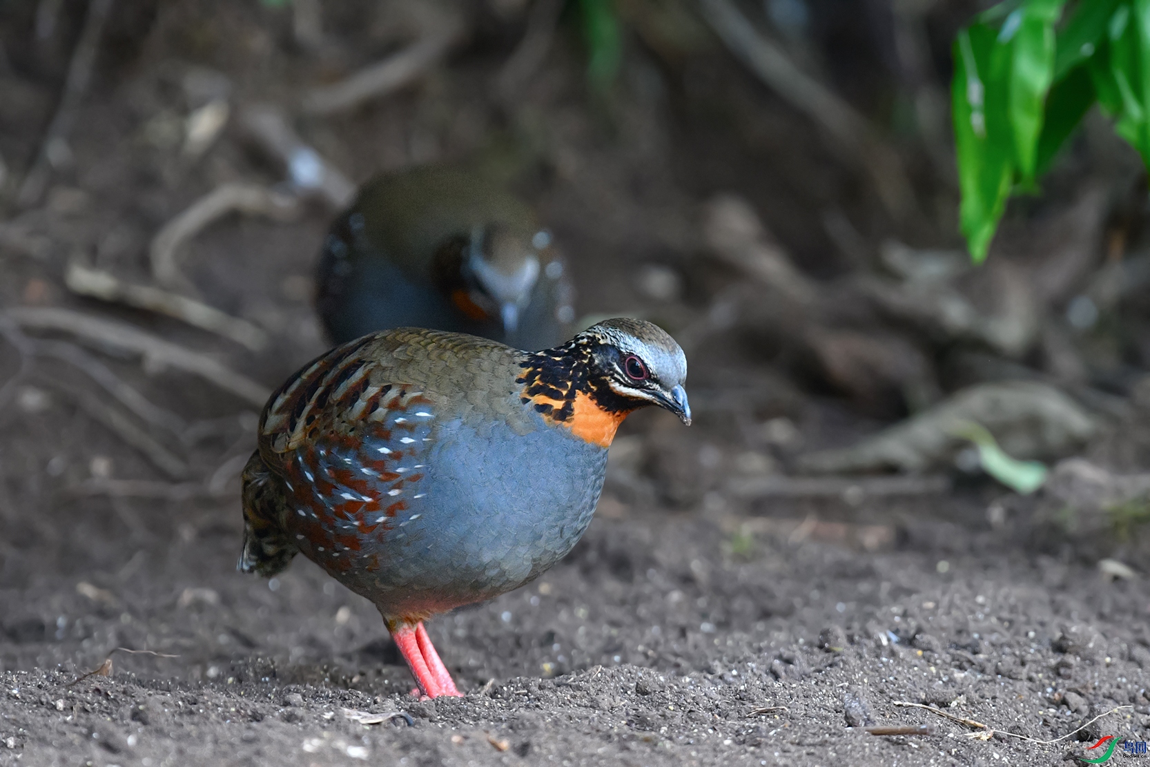 DSC_0036aa.jpg