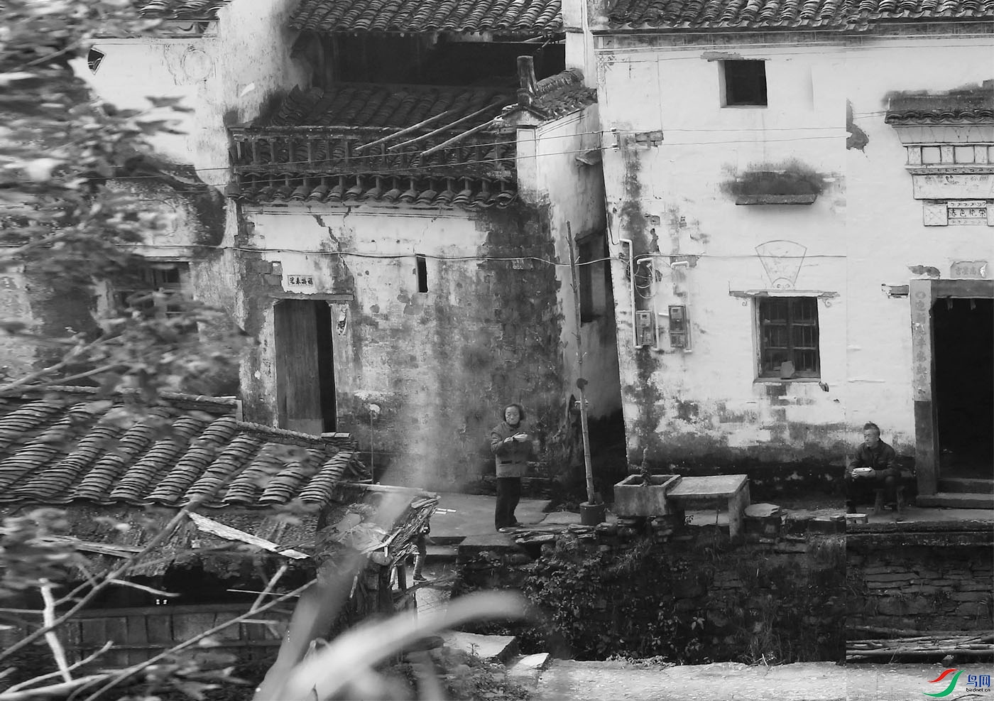 16--��Ҷ����һ��Ƶ�  ���Ĳ���һ������.jpg