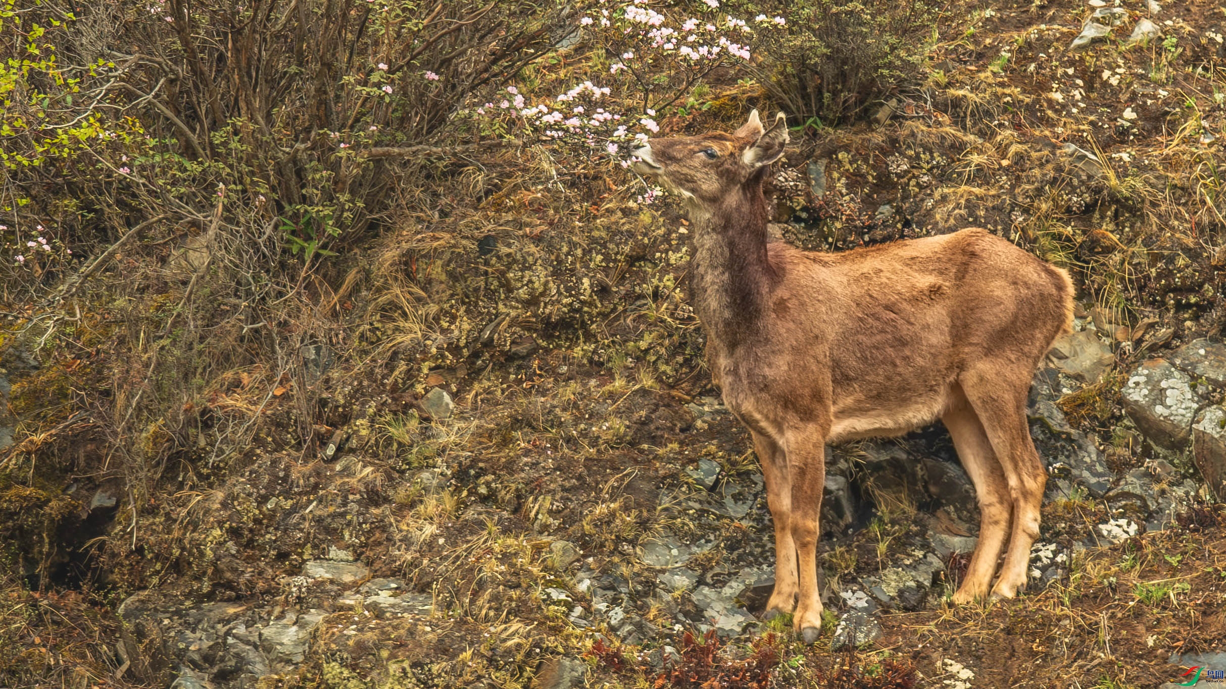 _LZP6532-2.jpg