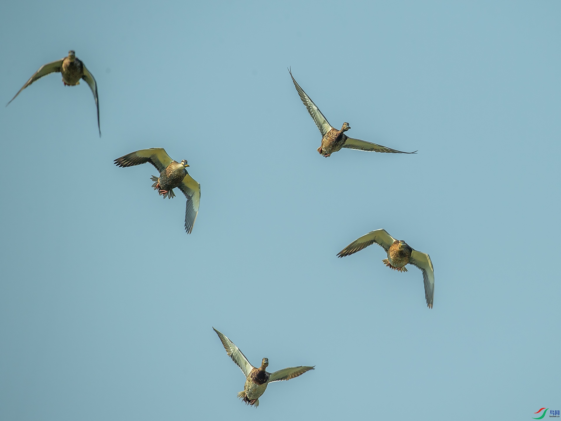 DSC_1706.jpg