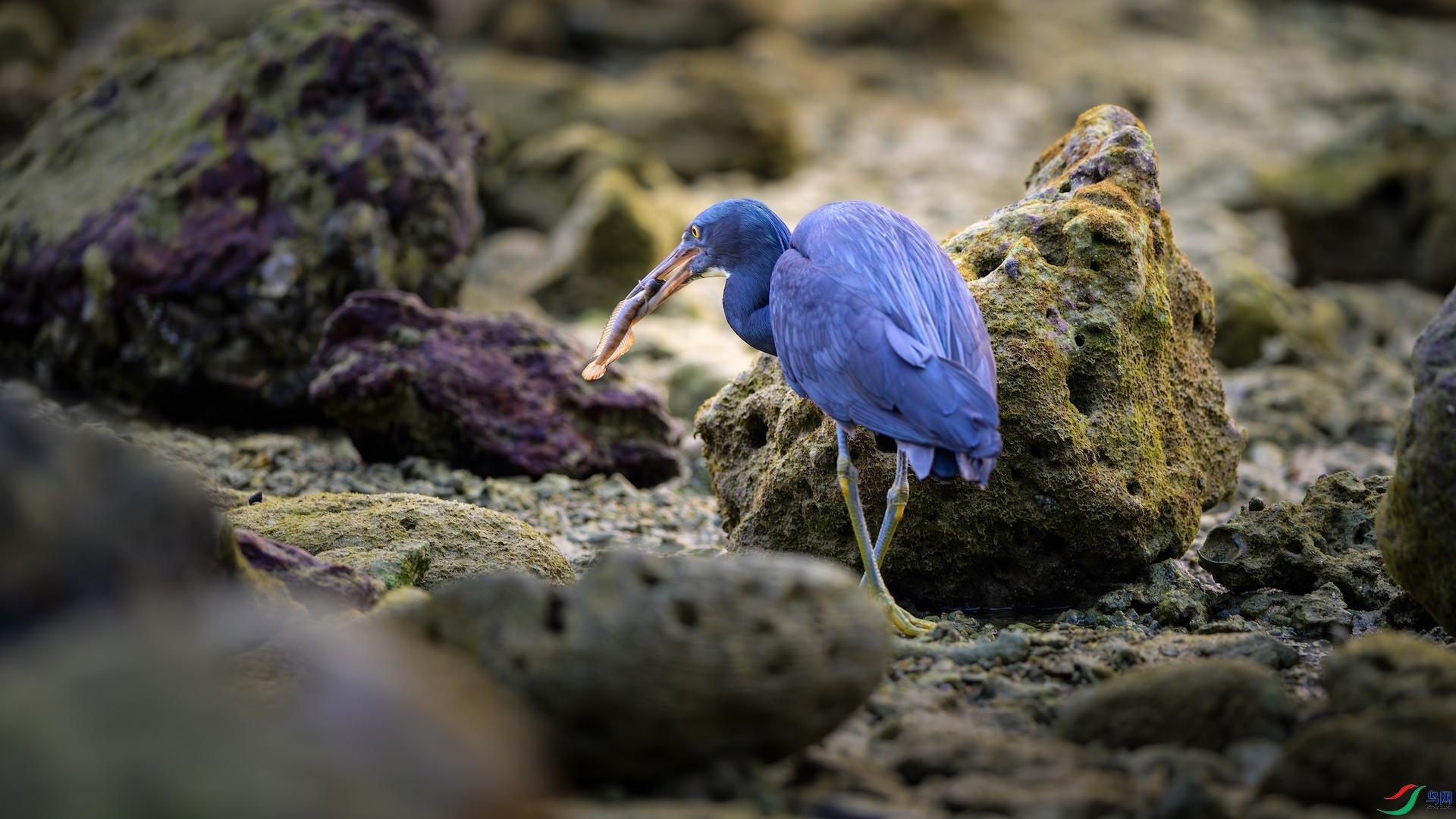 1_XXL5959-����ǿ-NR ����.jpeg