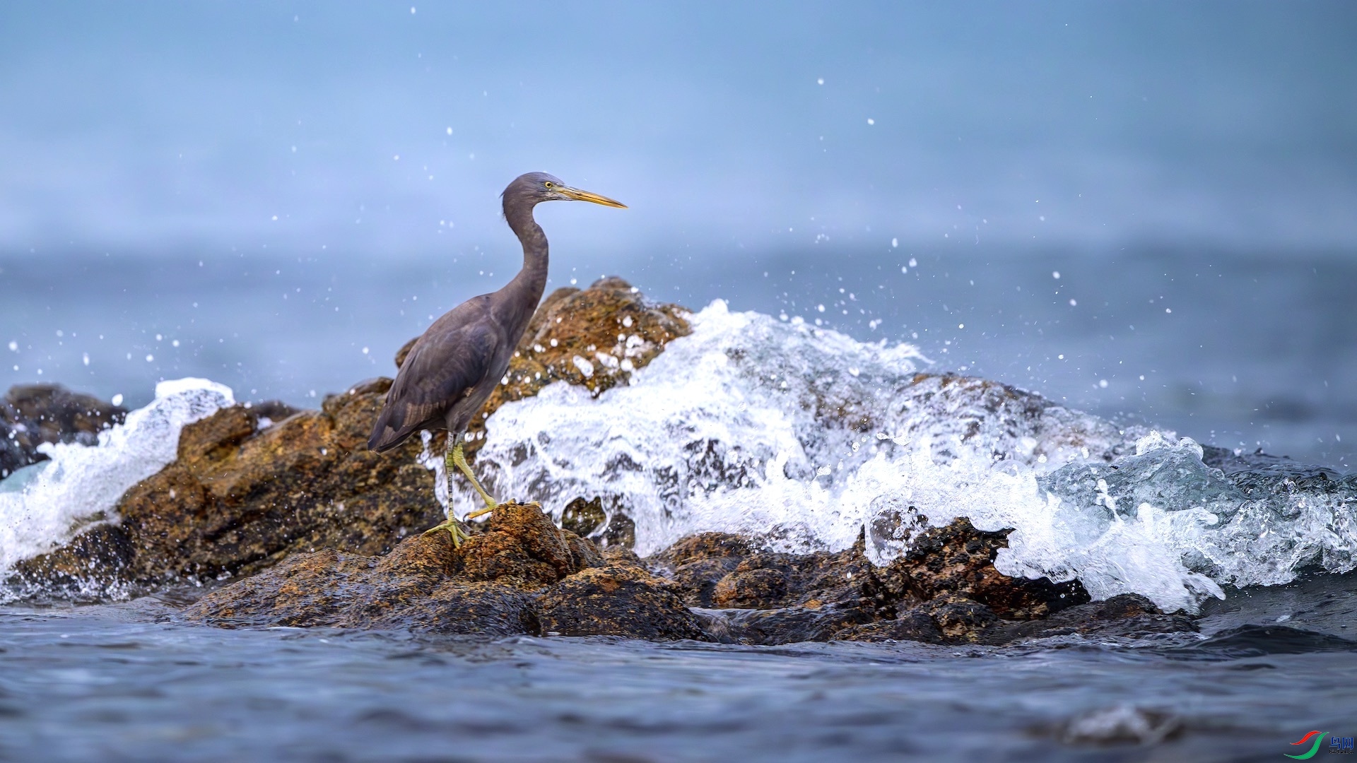 3_XXL4483-����ǿ-NR ����.jpeg