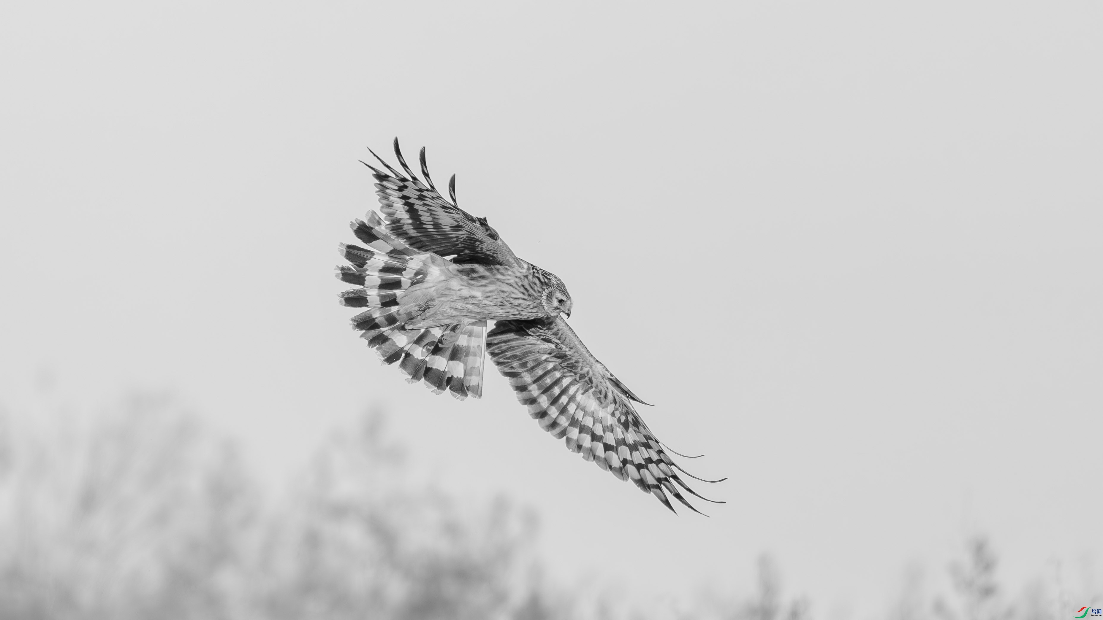 DSC05121-h.jpg