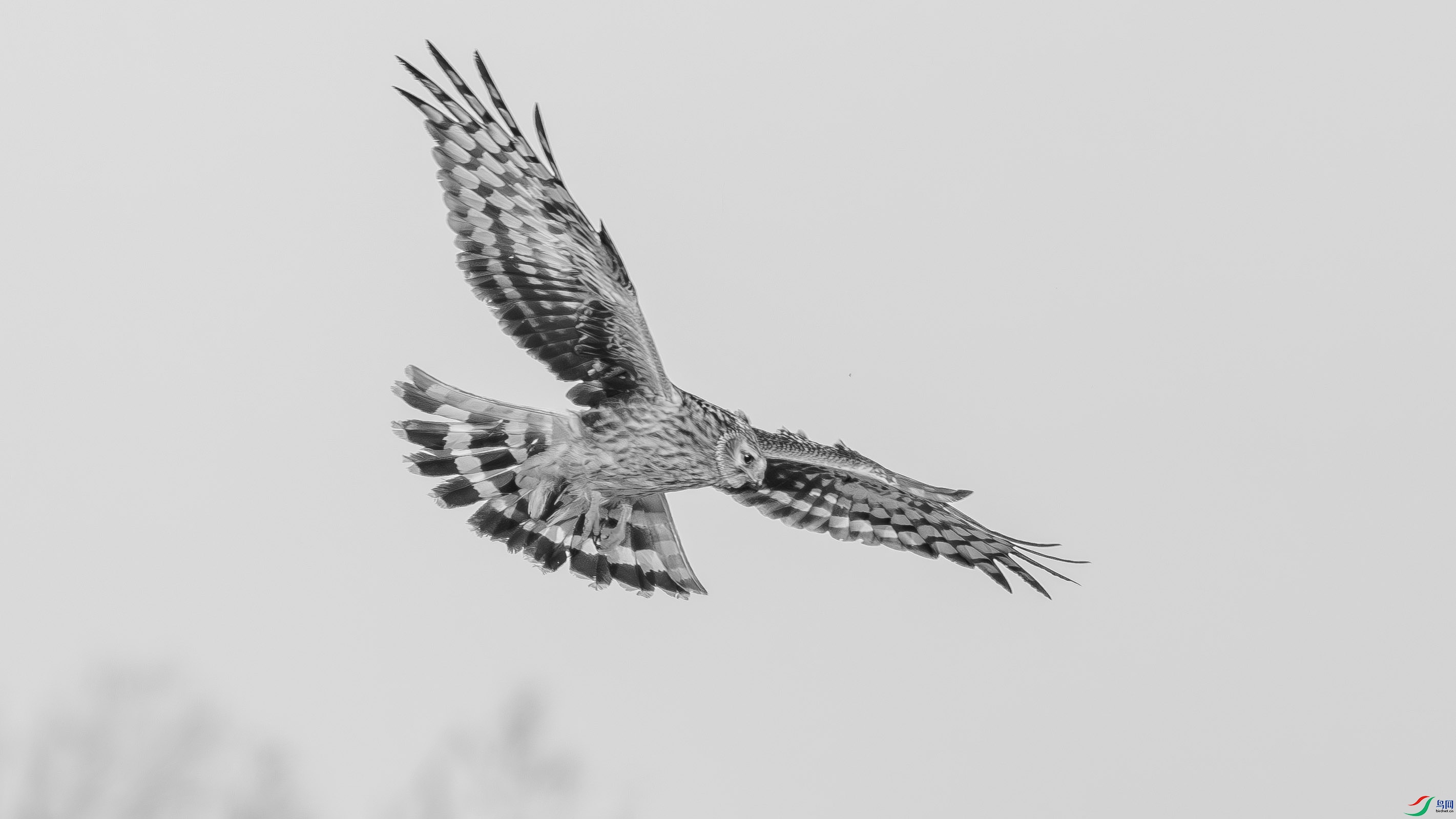 DSC05119-h.jpg
