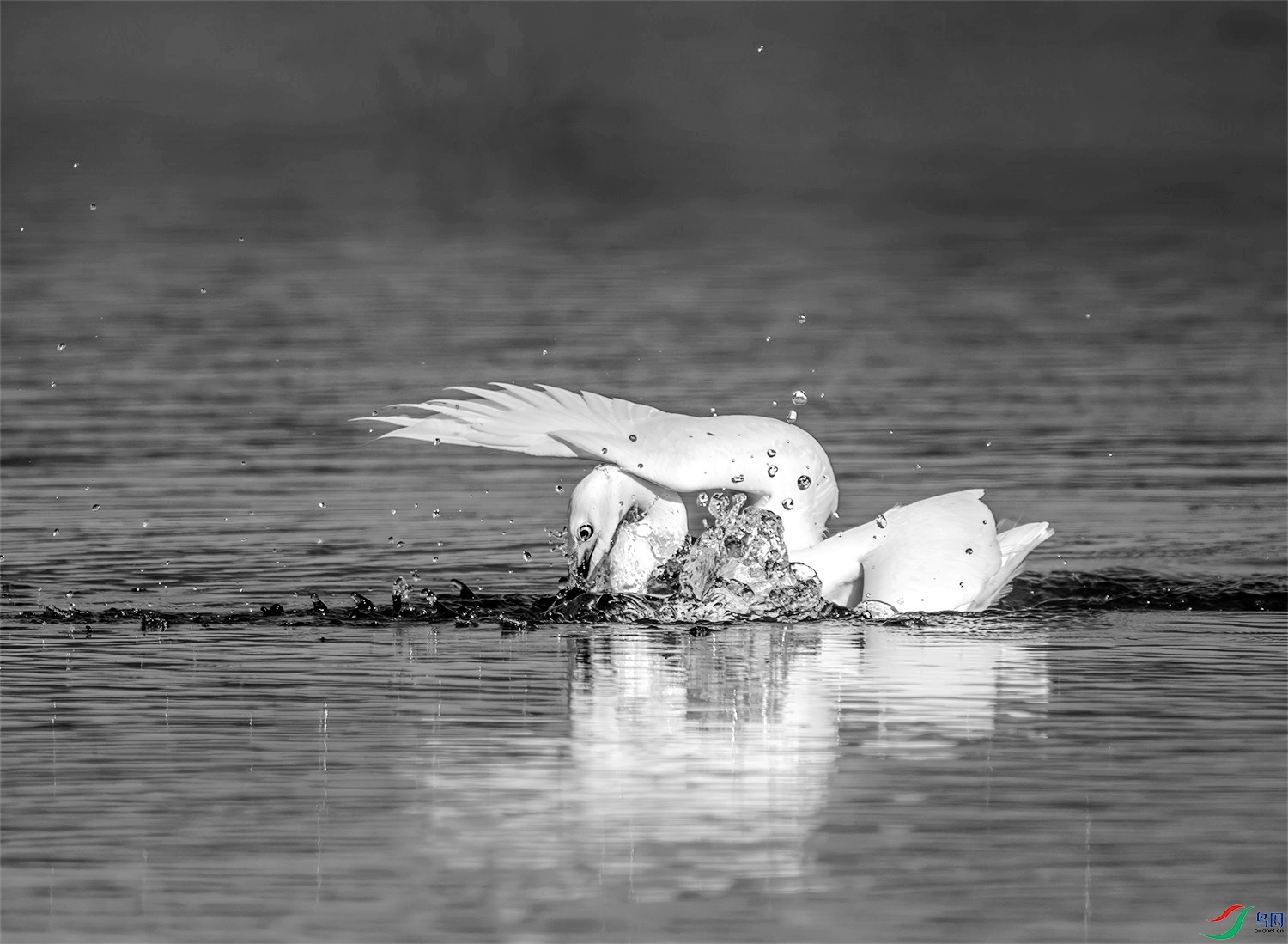 DSC00357 ����.(1)_����.jpg