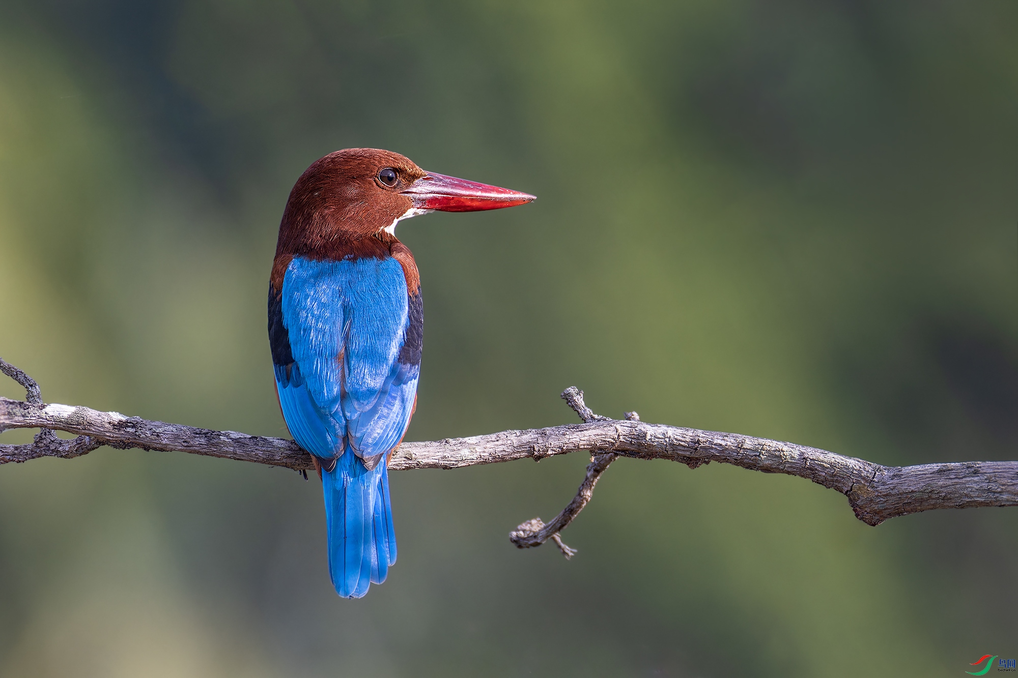 _97A0959-CR3 copy.jpg