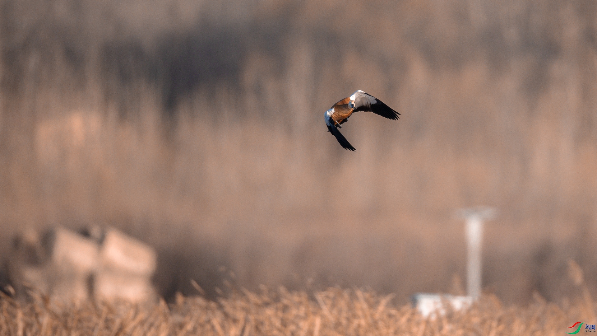 ����Ѳ��1