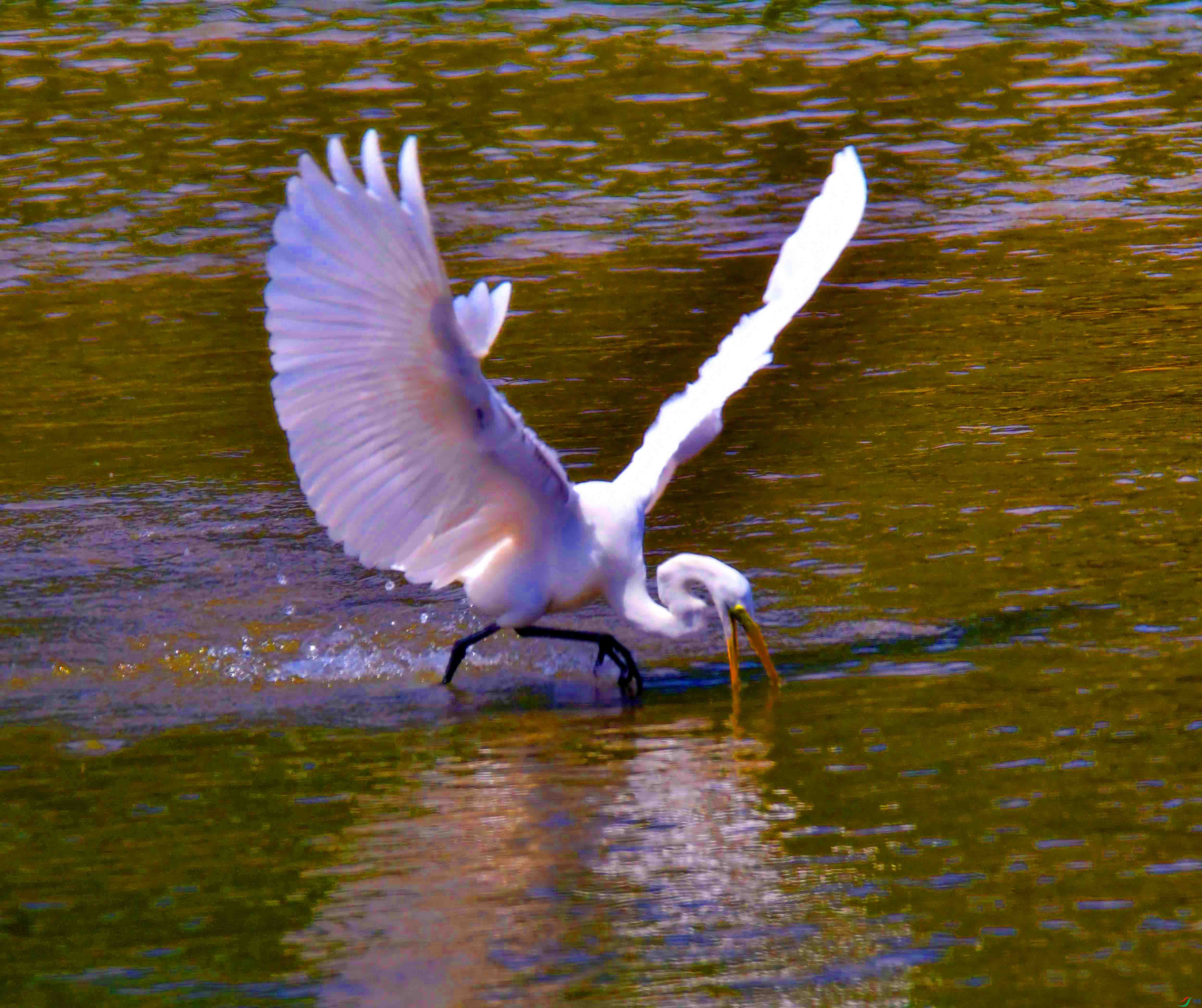 DSC_5855.JPG
