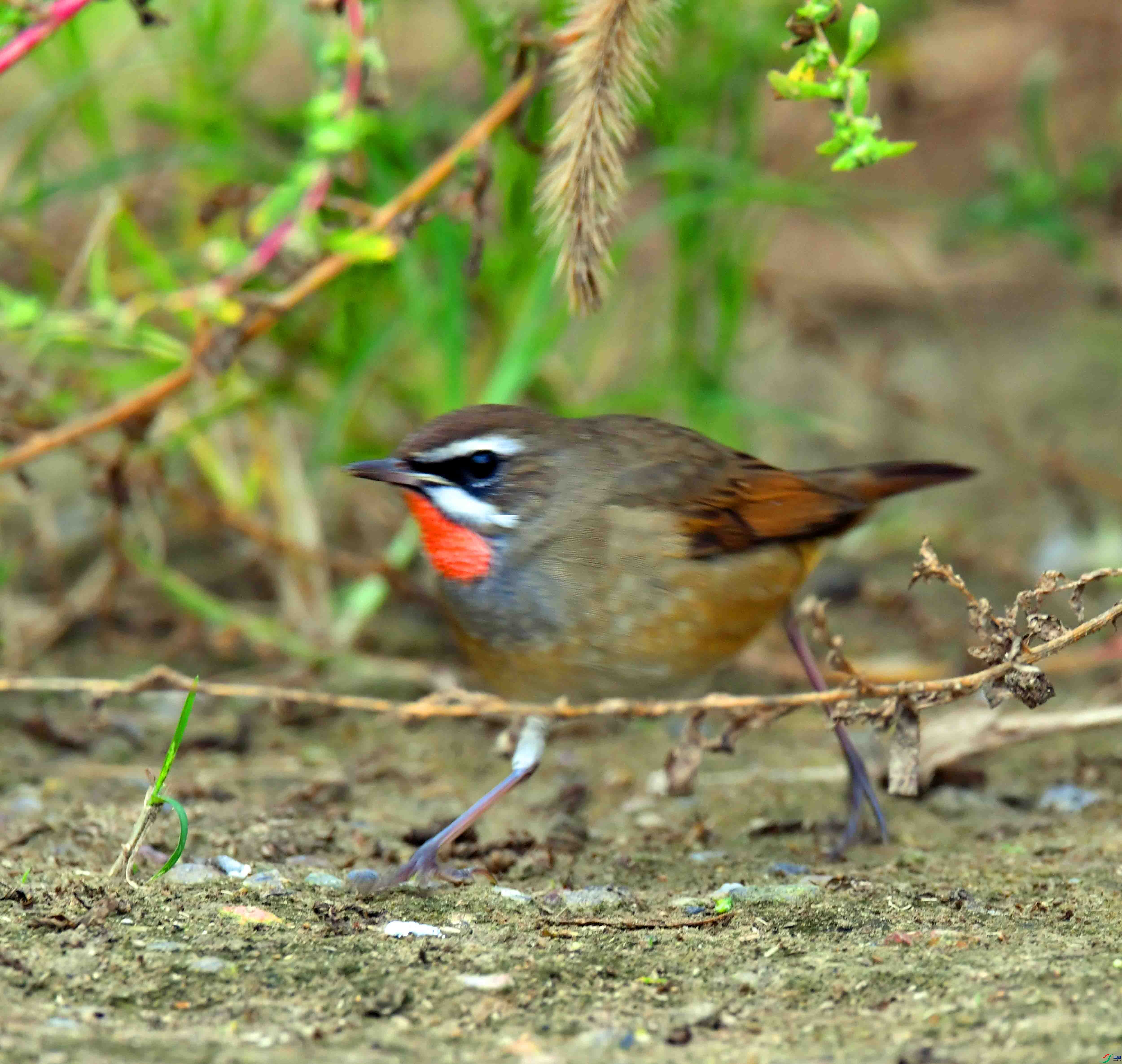 DSC_2909.JPG