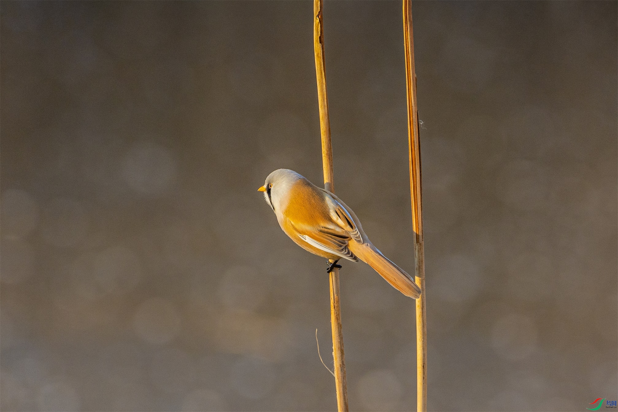 1K3A5024 ����1.jpg