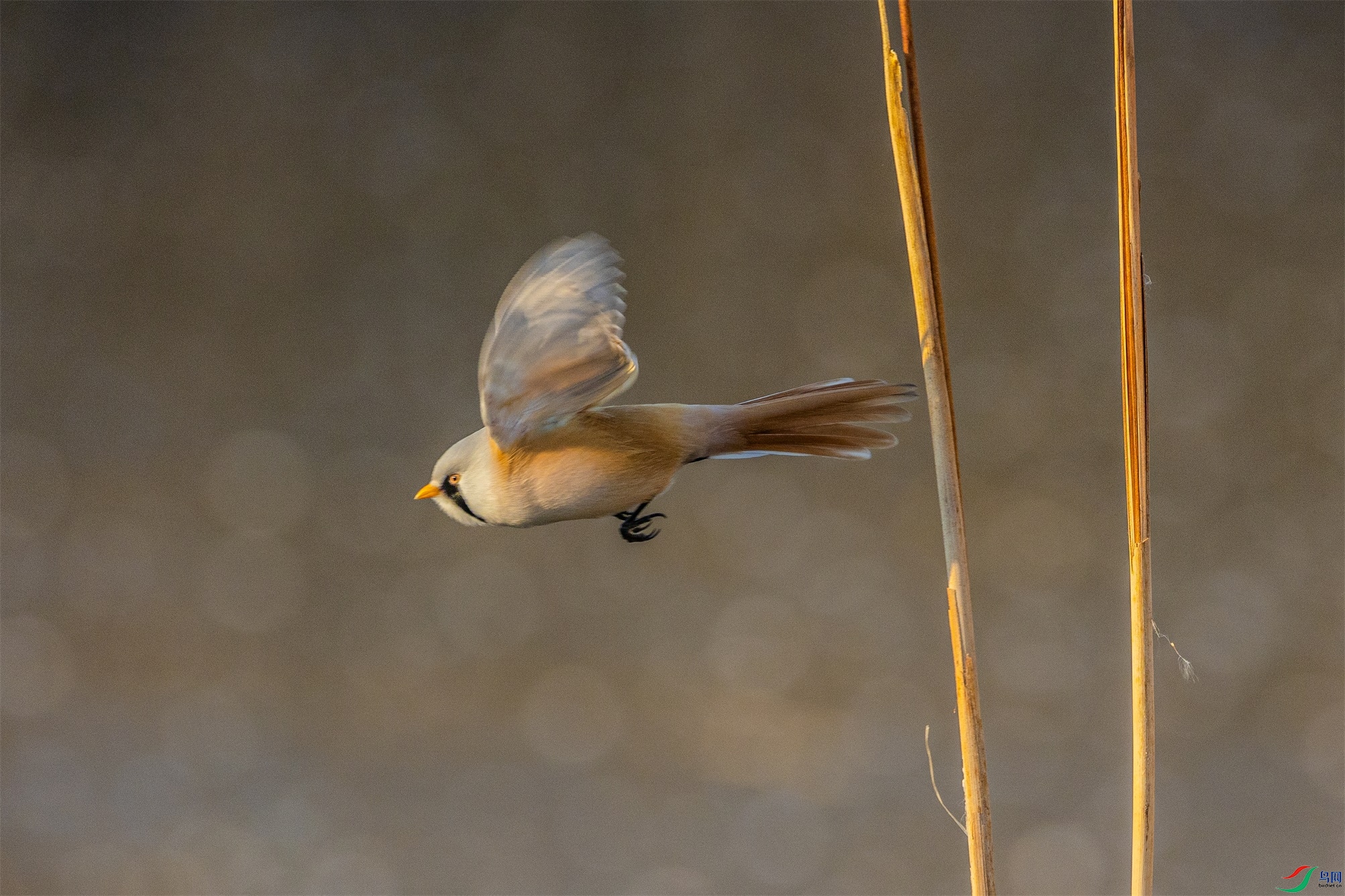 1K3A5031 ����1.jpg