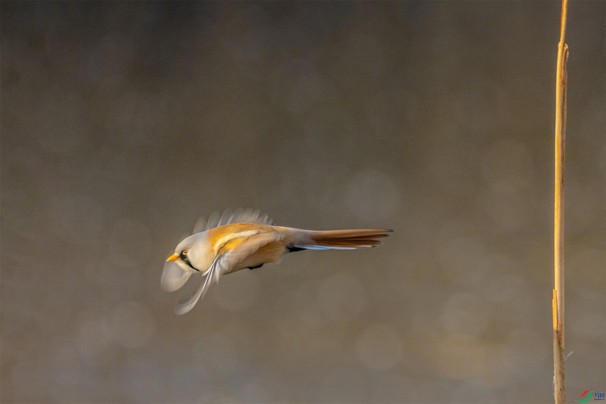 1K3A5032 ����1.jpg