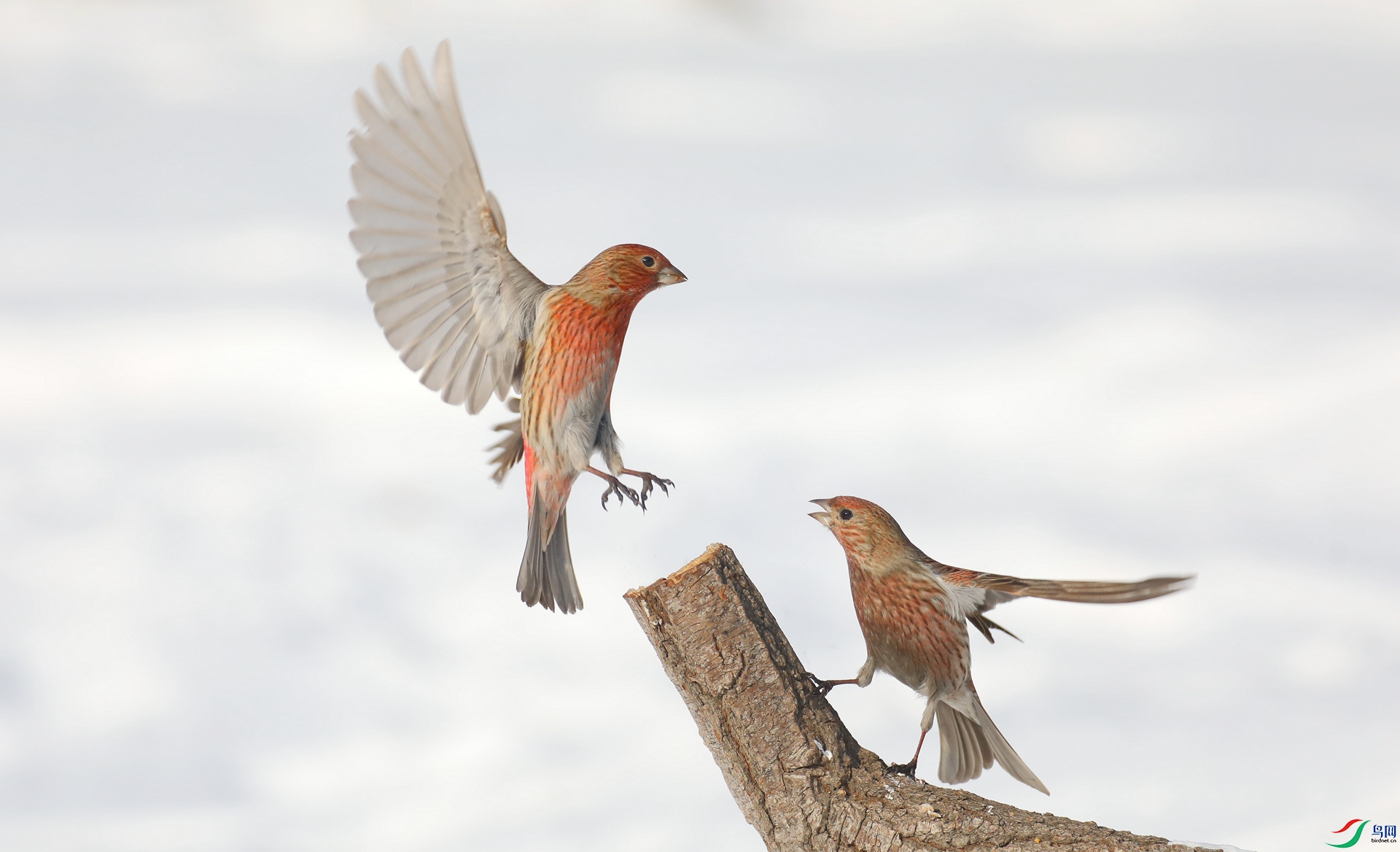 9G8A1936 ����.jpg