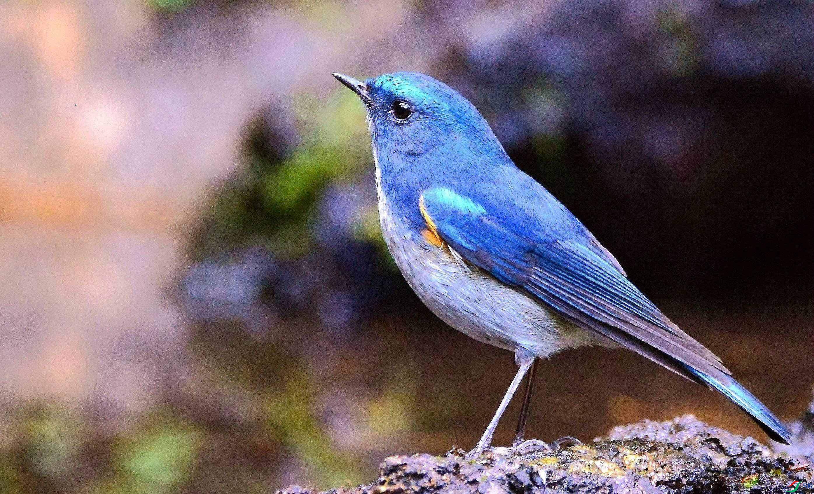 DSC_1500.JPG