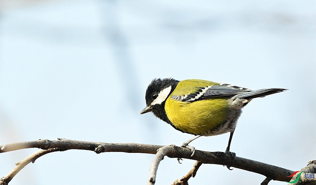 DSC_9584.JPG