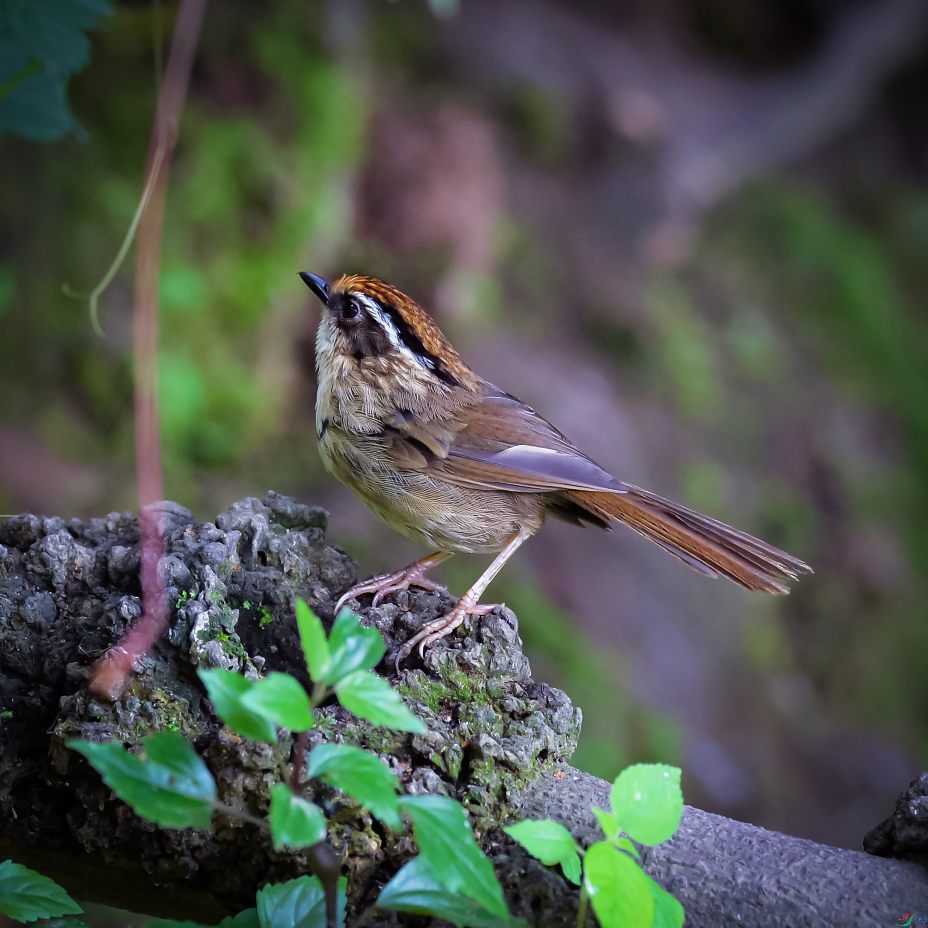 DSC_9631.jpg