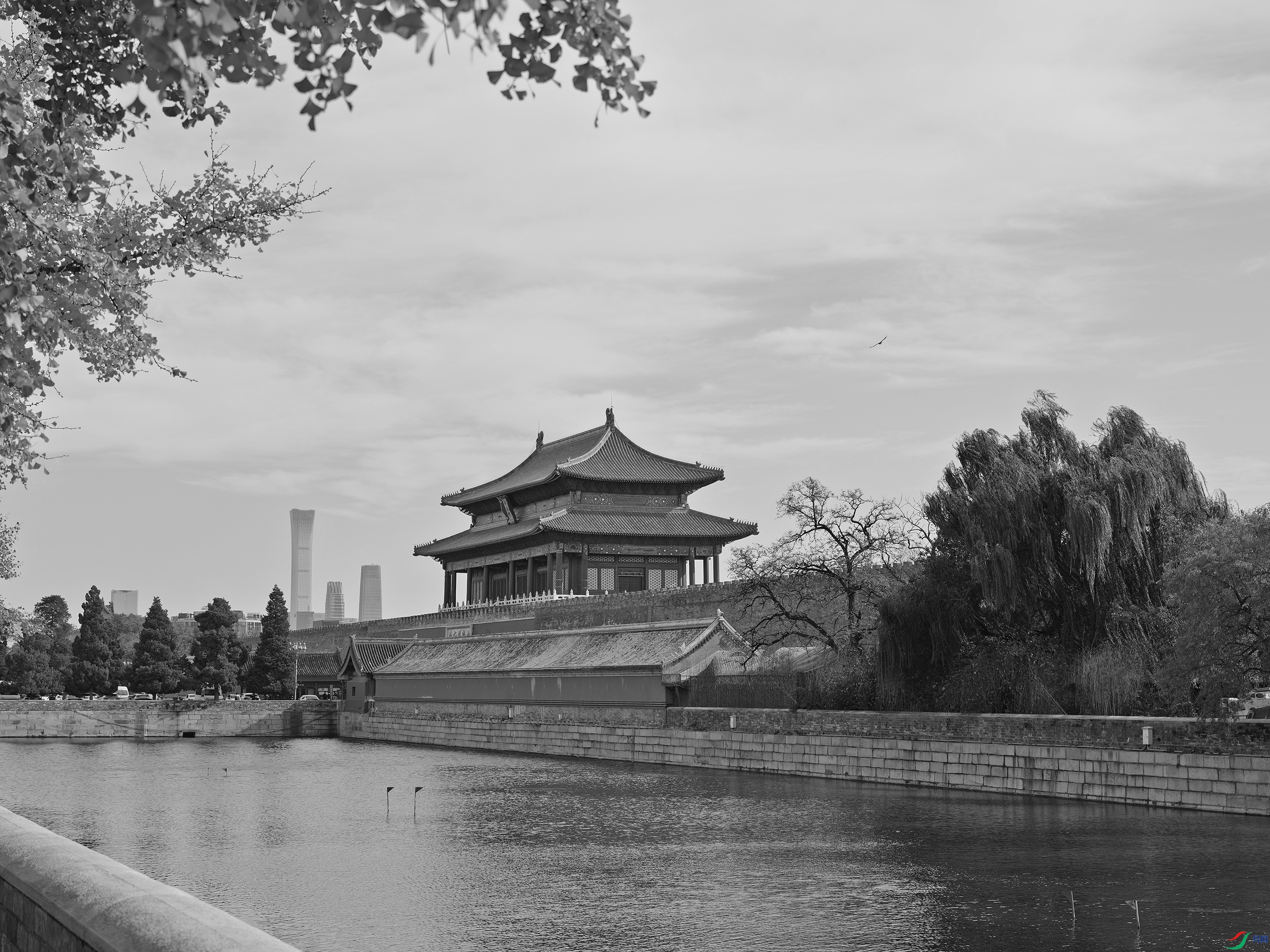 DSCF0223 ����.jpg